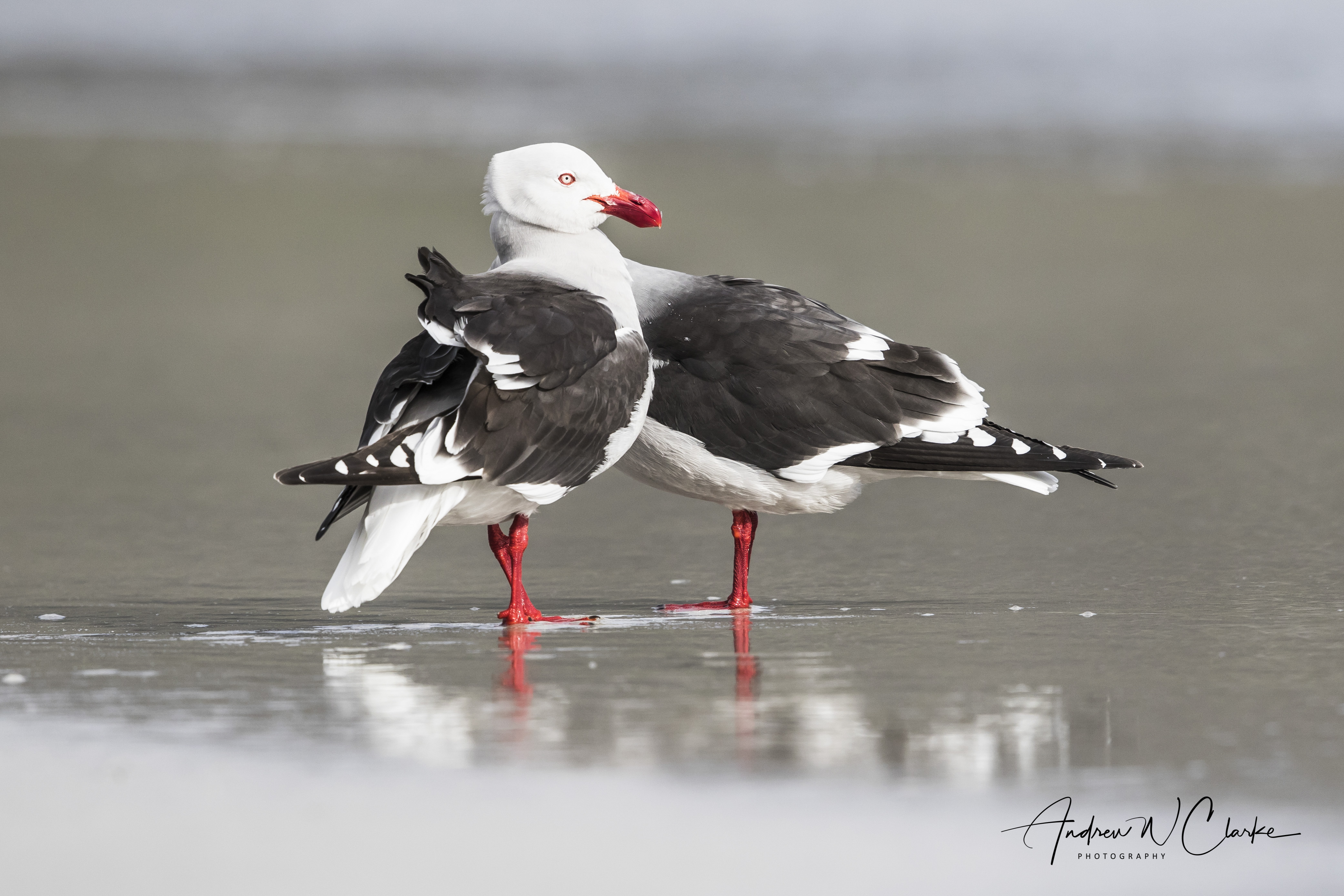 Dolphin Gull