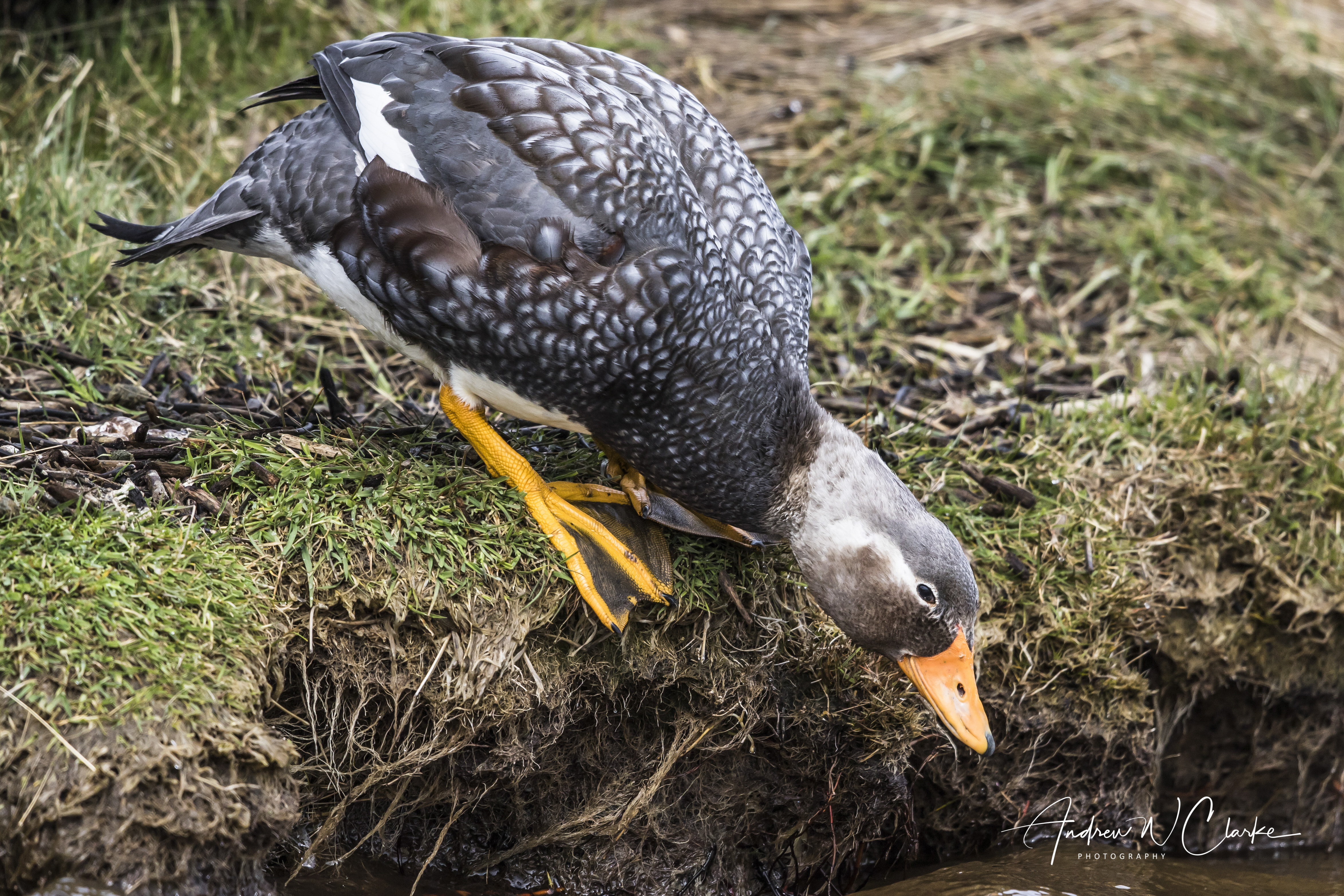 Flying Steamer-Duck