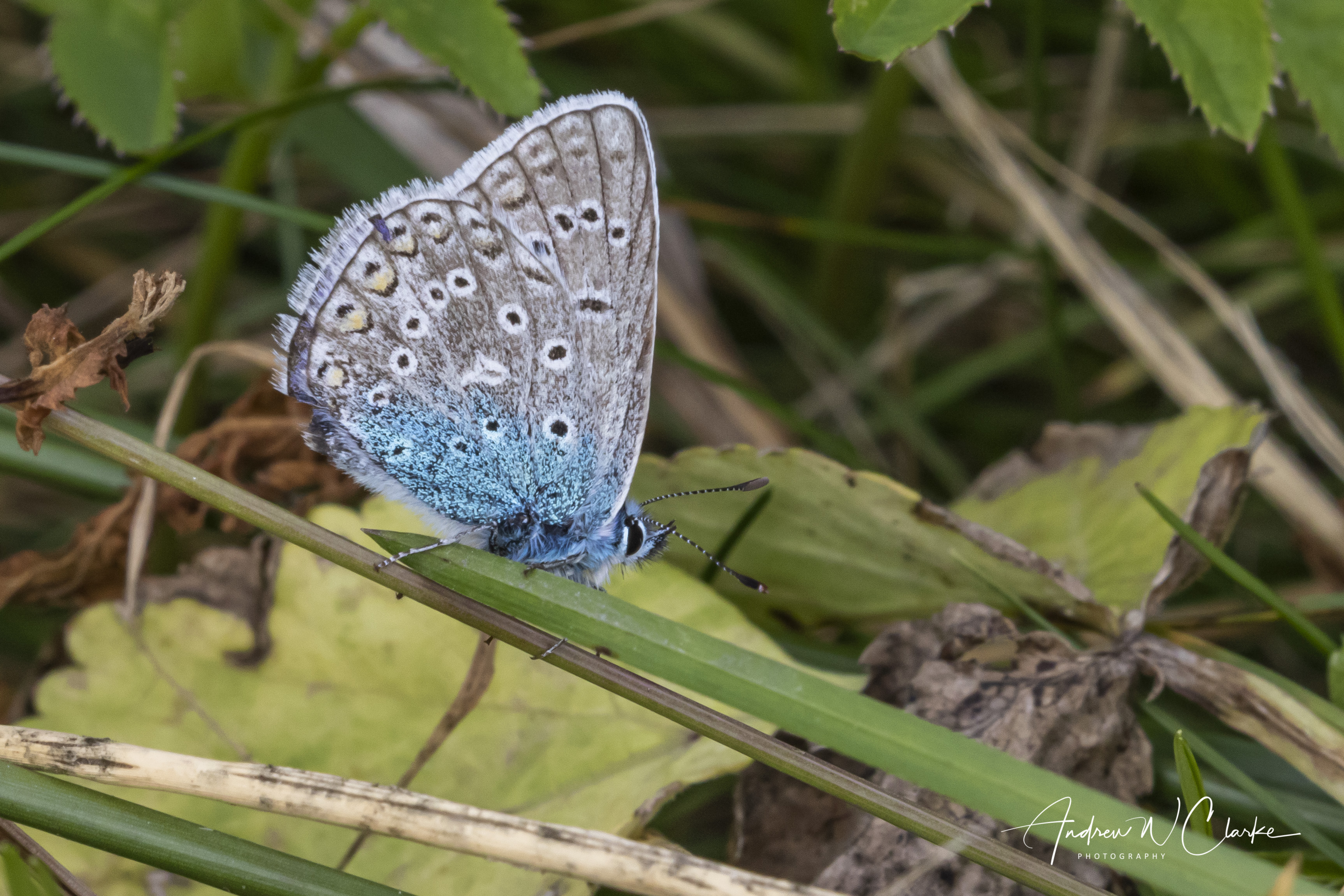 Amanda's Blue