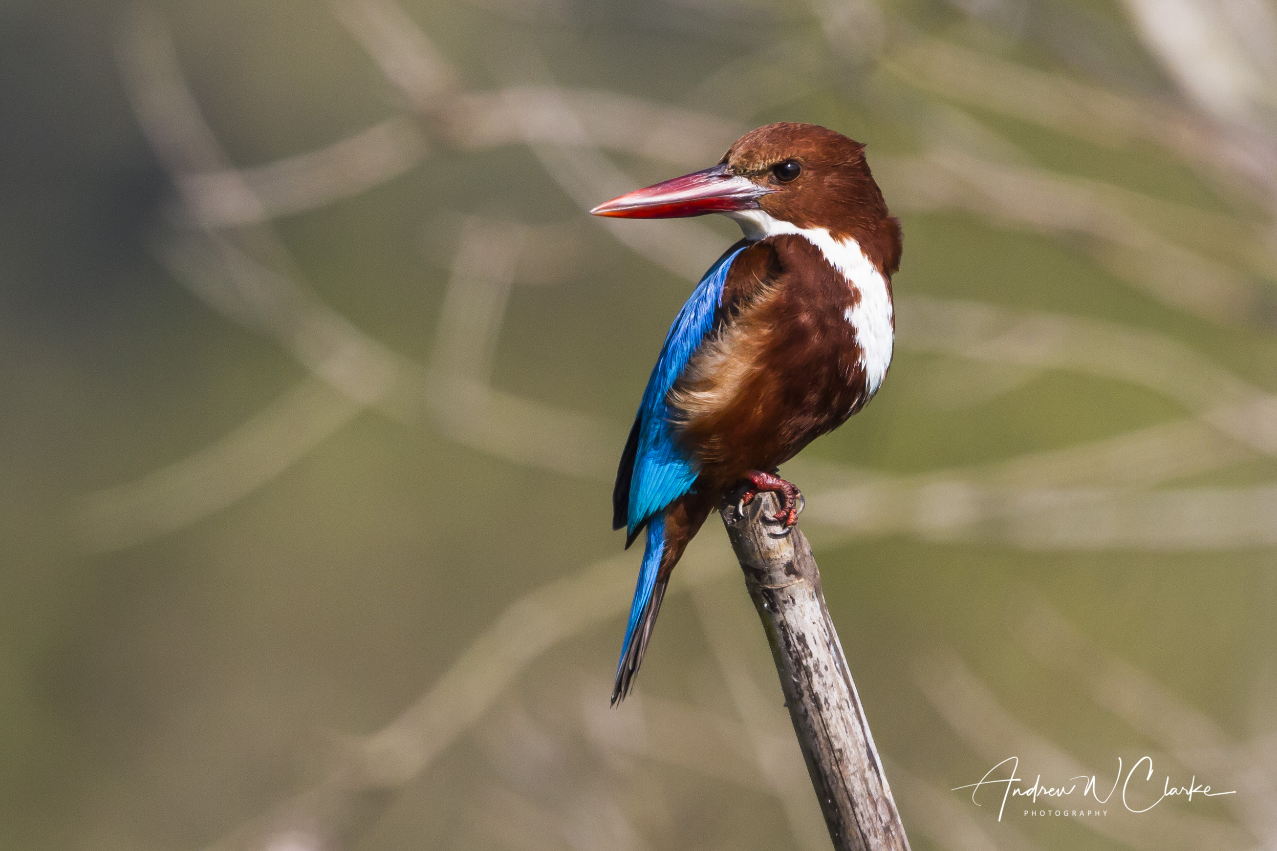White-throated Kingfisher