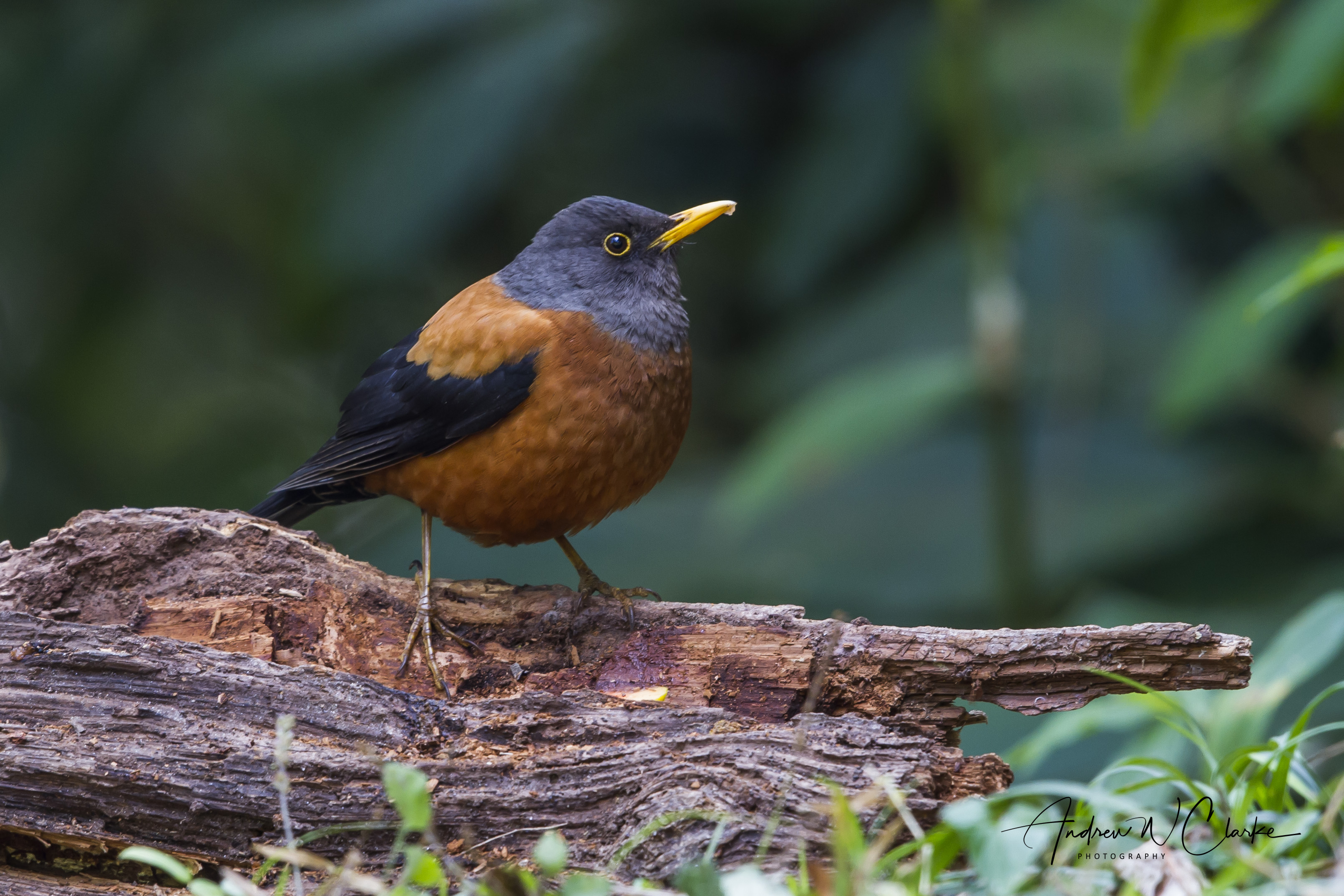 Chestnut Thrush