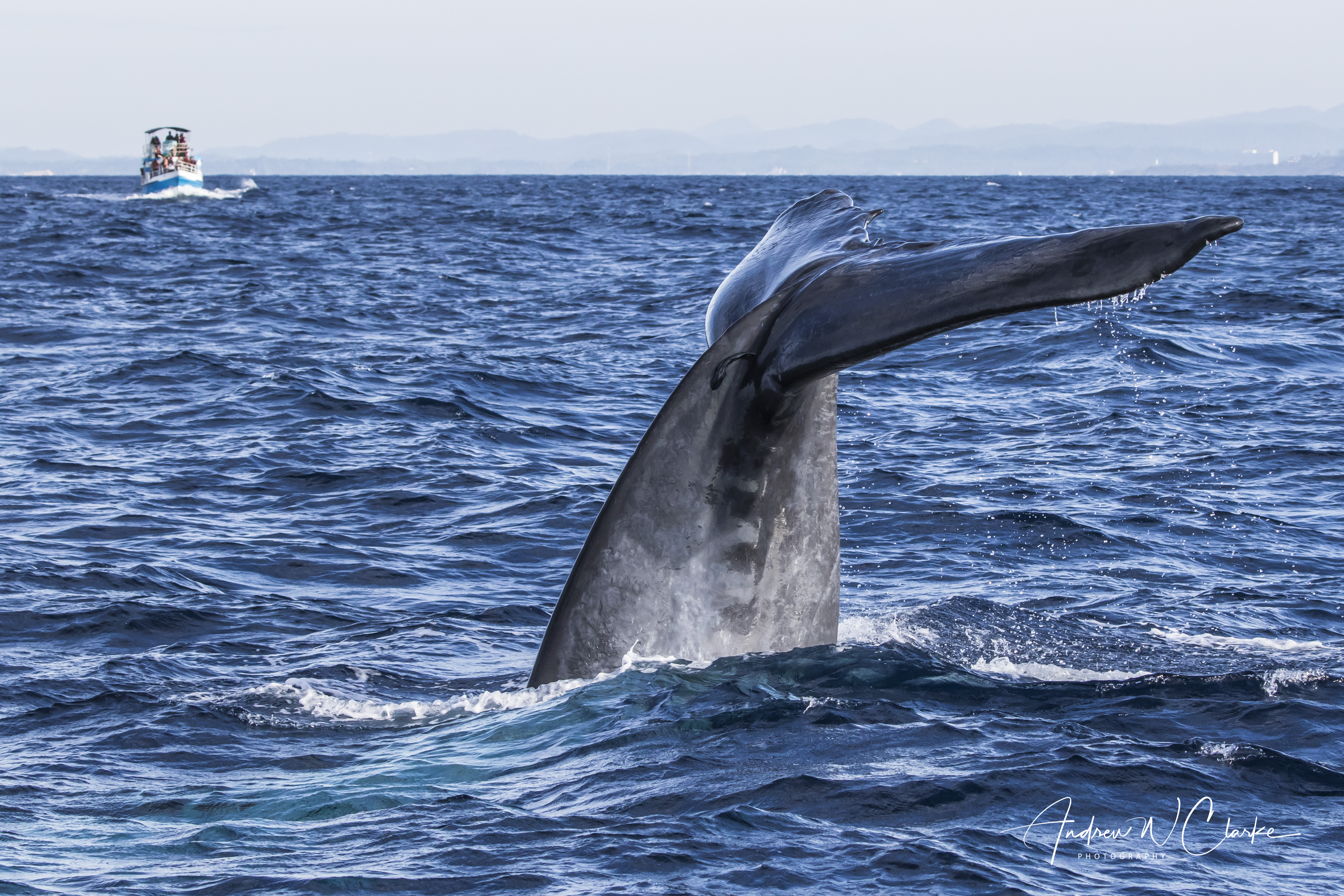 Blue Whale