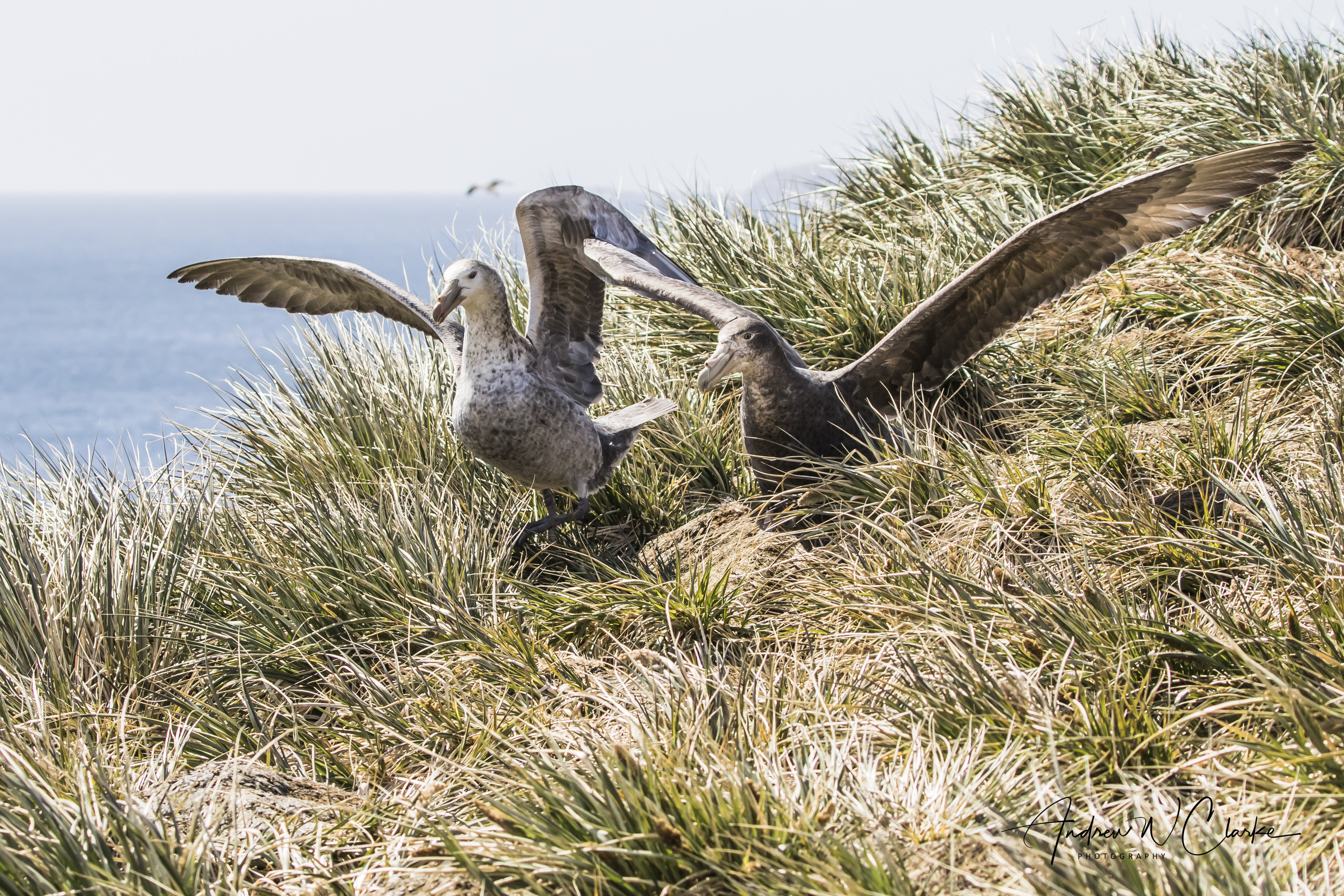 Northern & Southern Giant Petrel