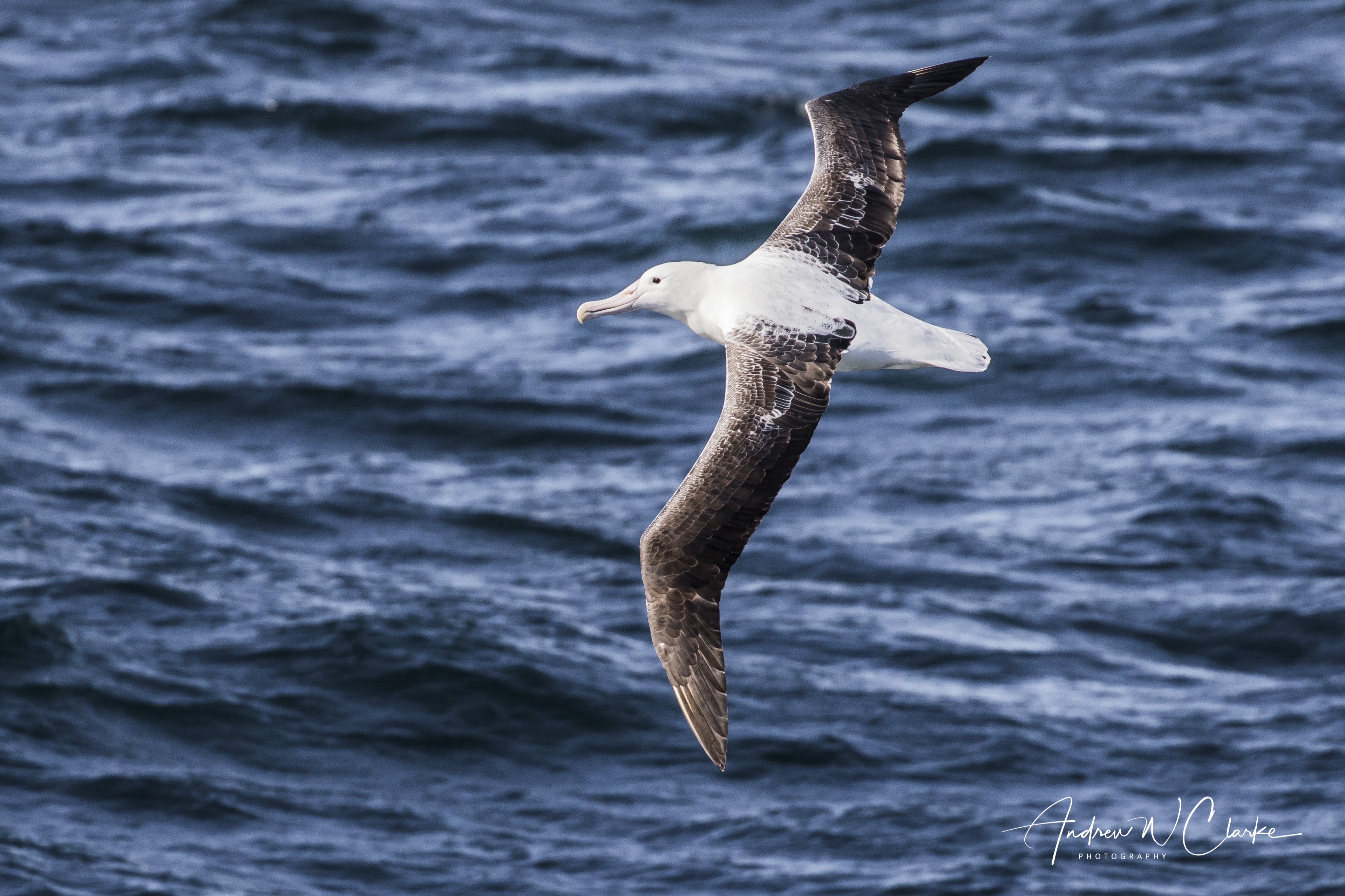 (Southern) Royal Albatross