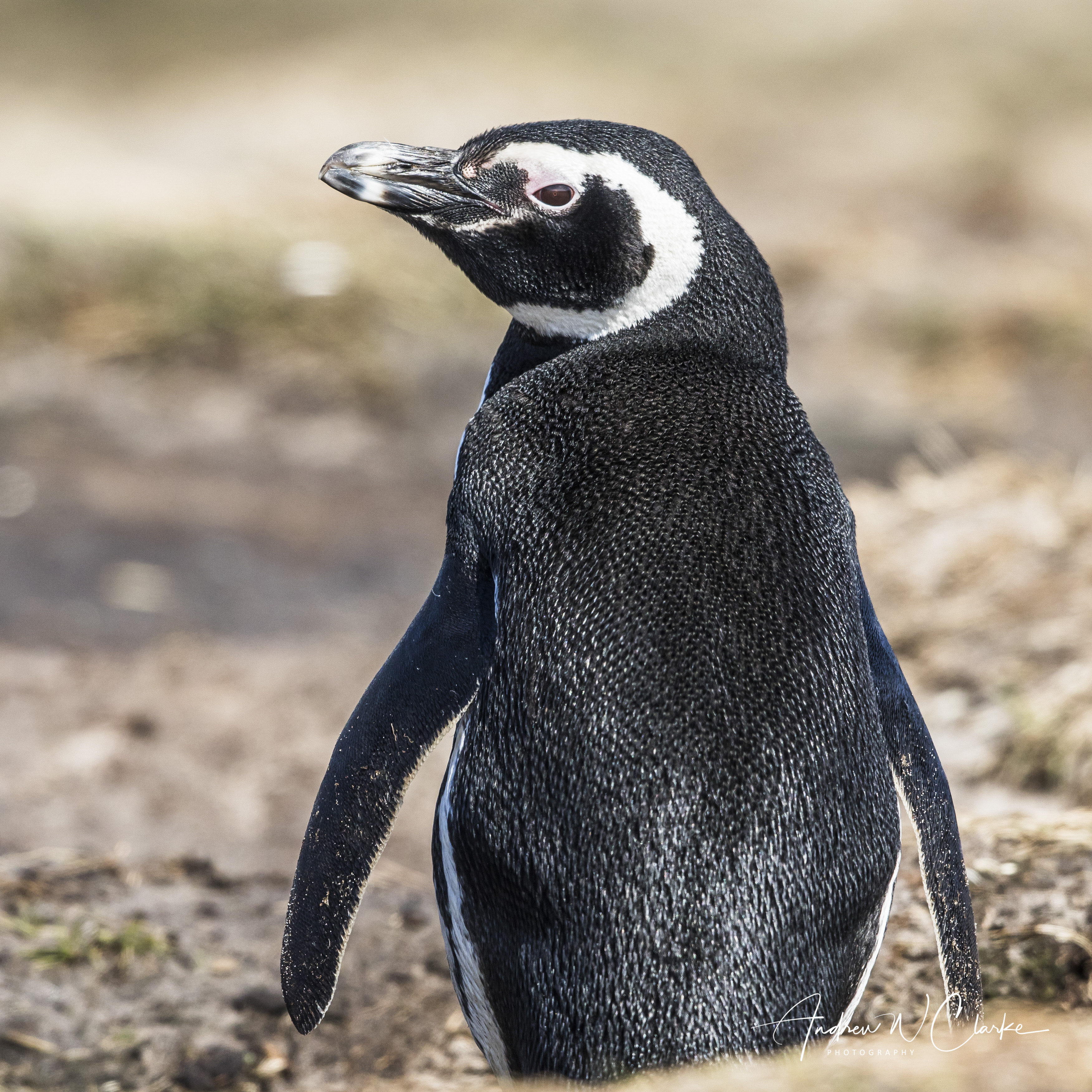 Magellanic Penguin