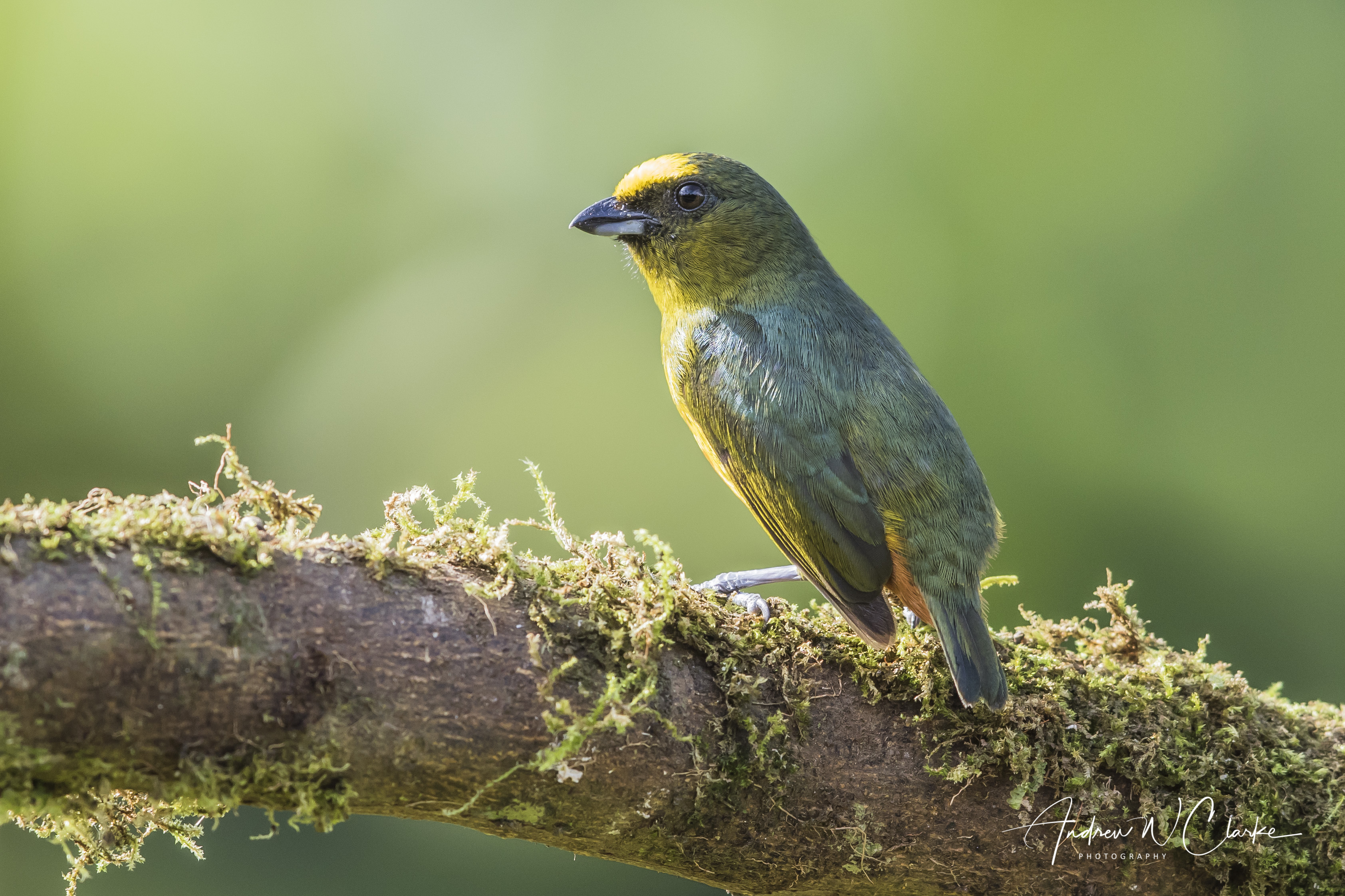 Olive-backed Euphonia