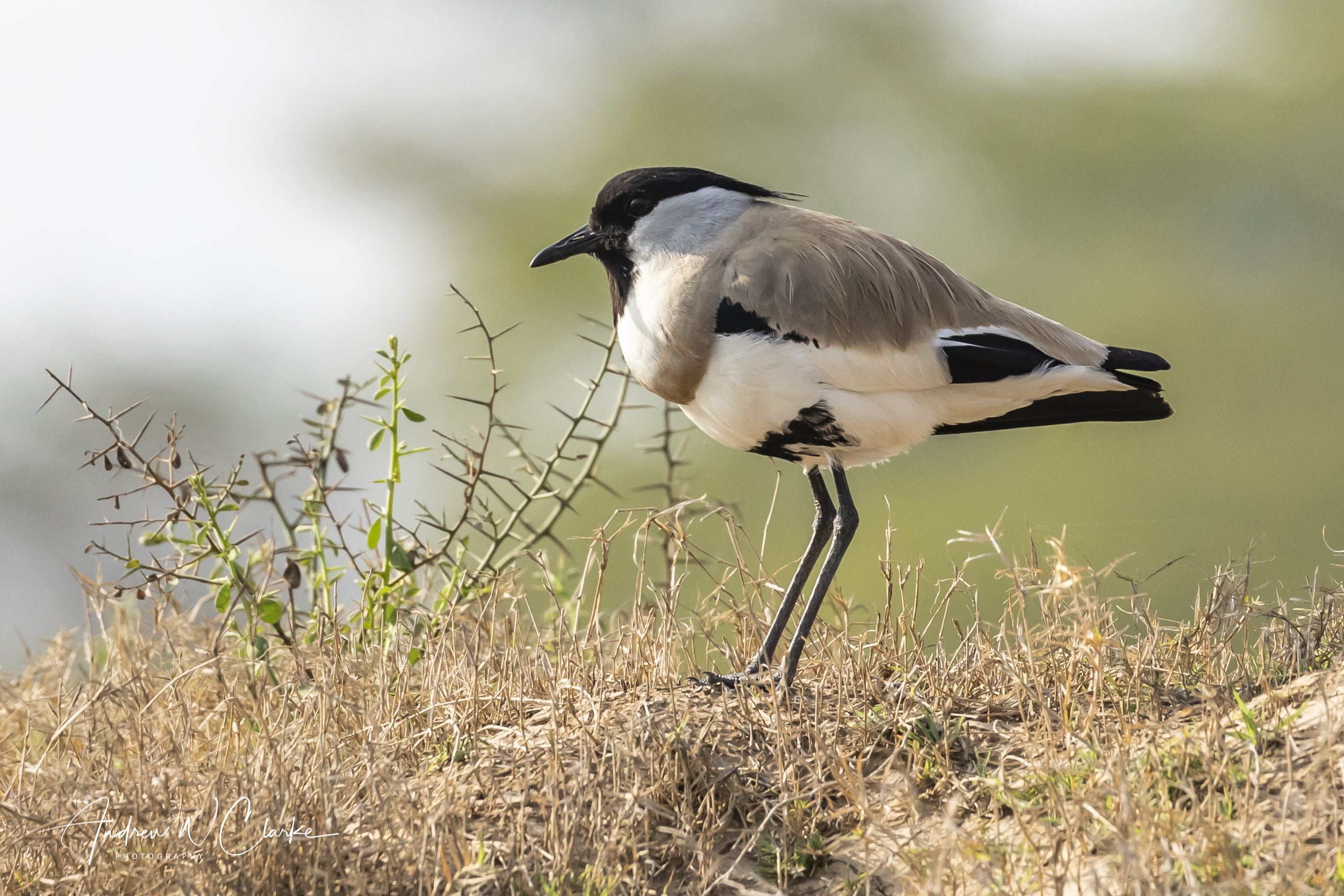 River Lapwing