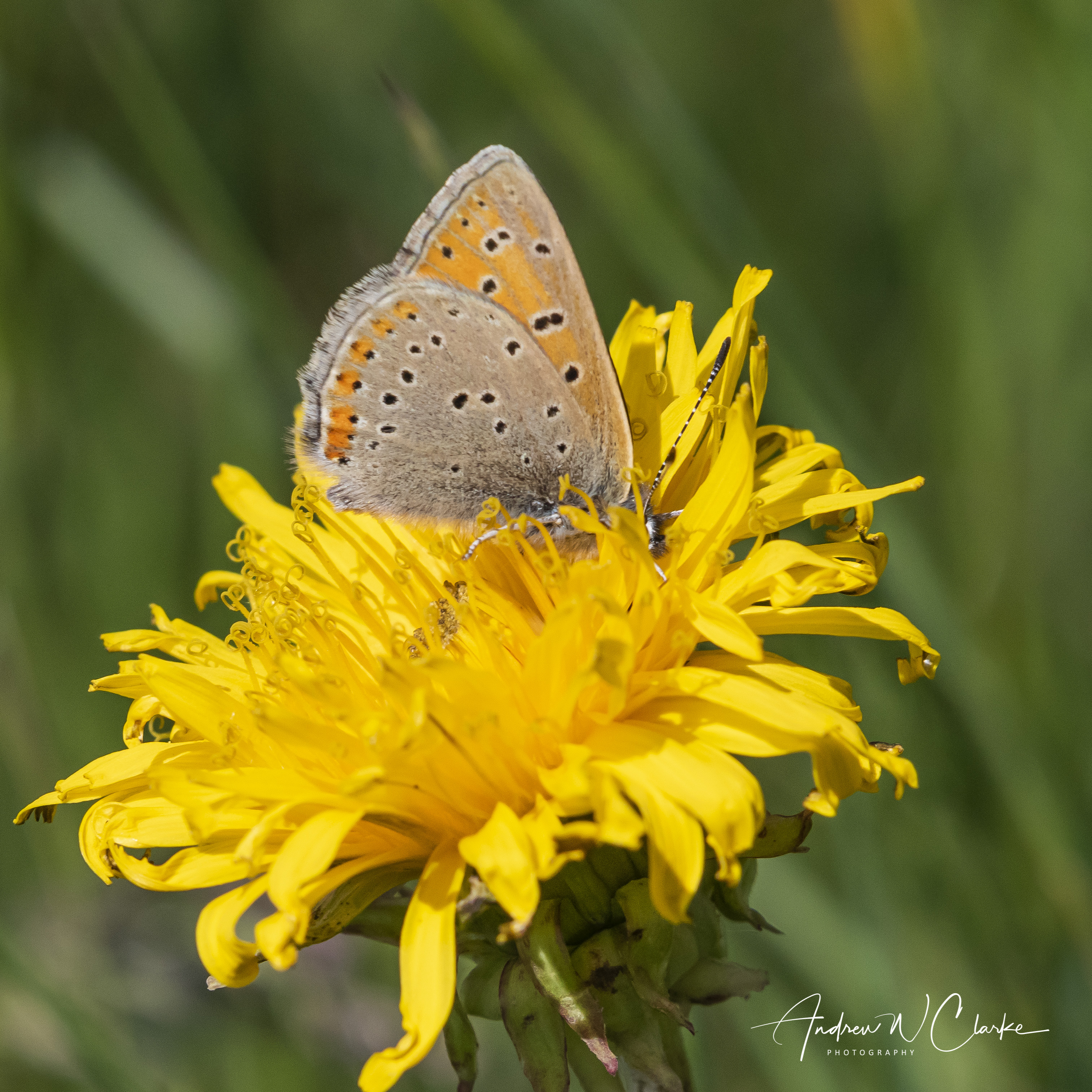 Purple-edged Copper