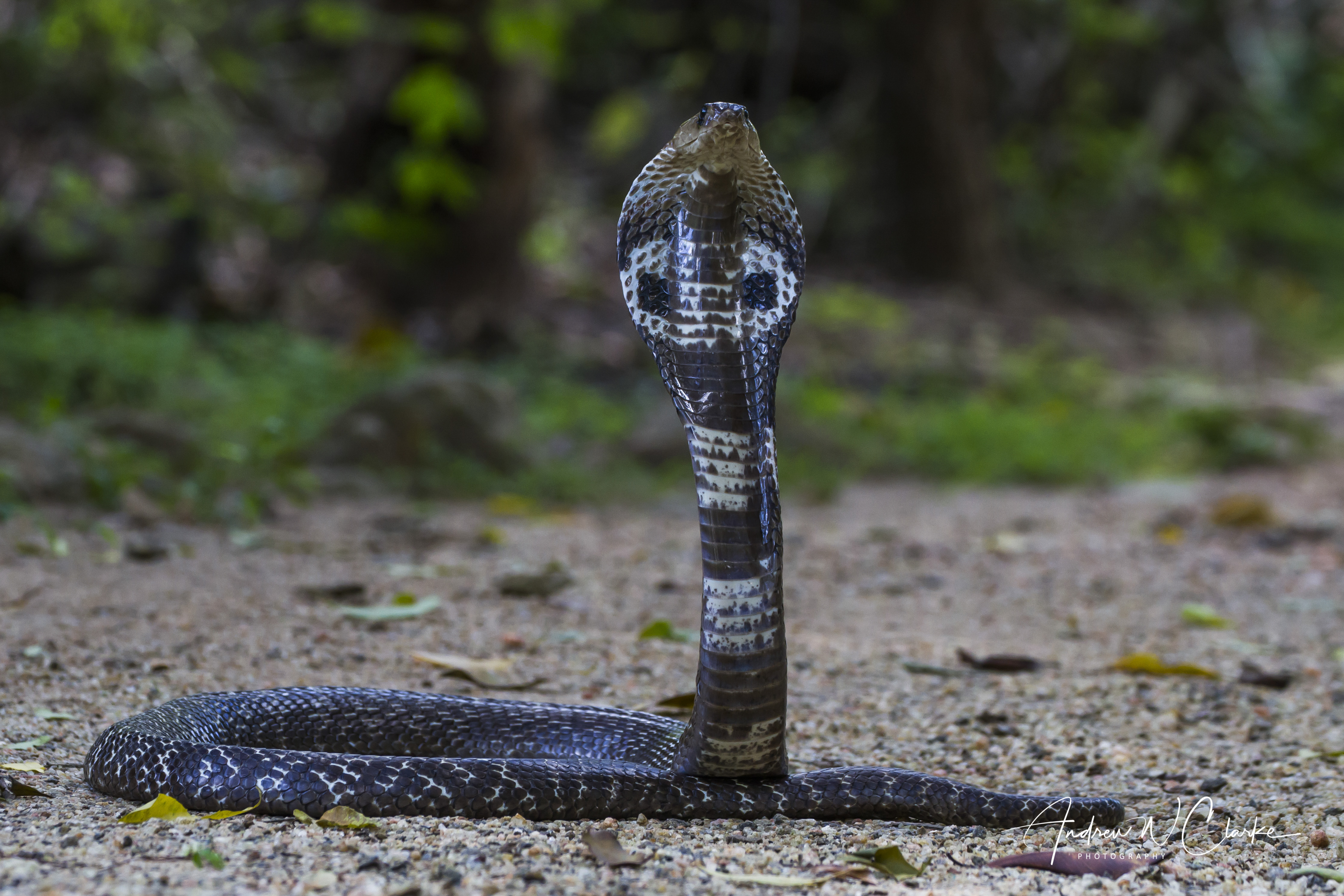 Indian Cobra