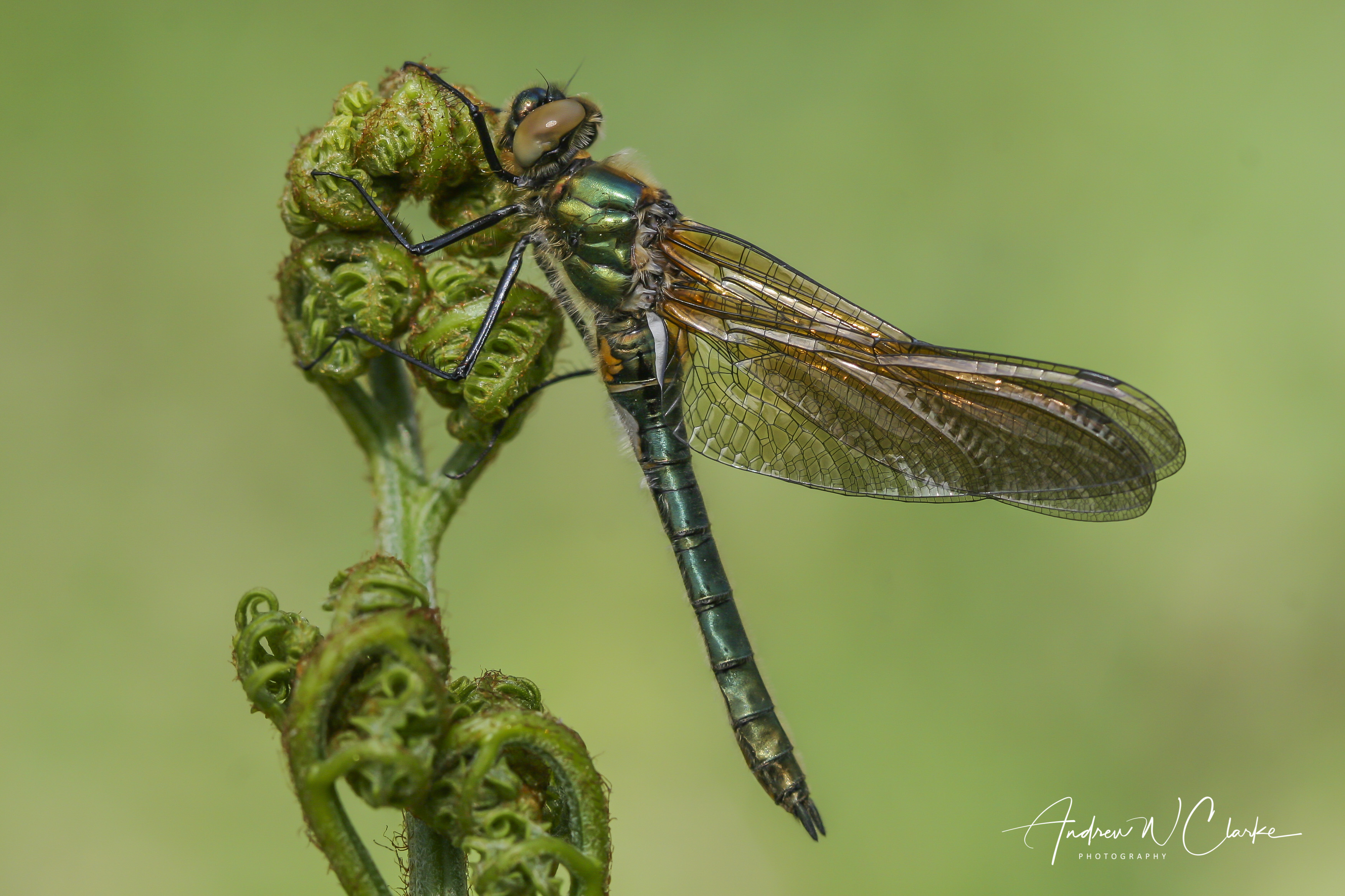 Downy Emerald