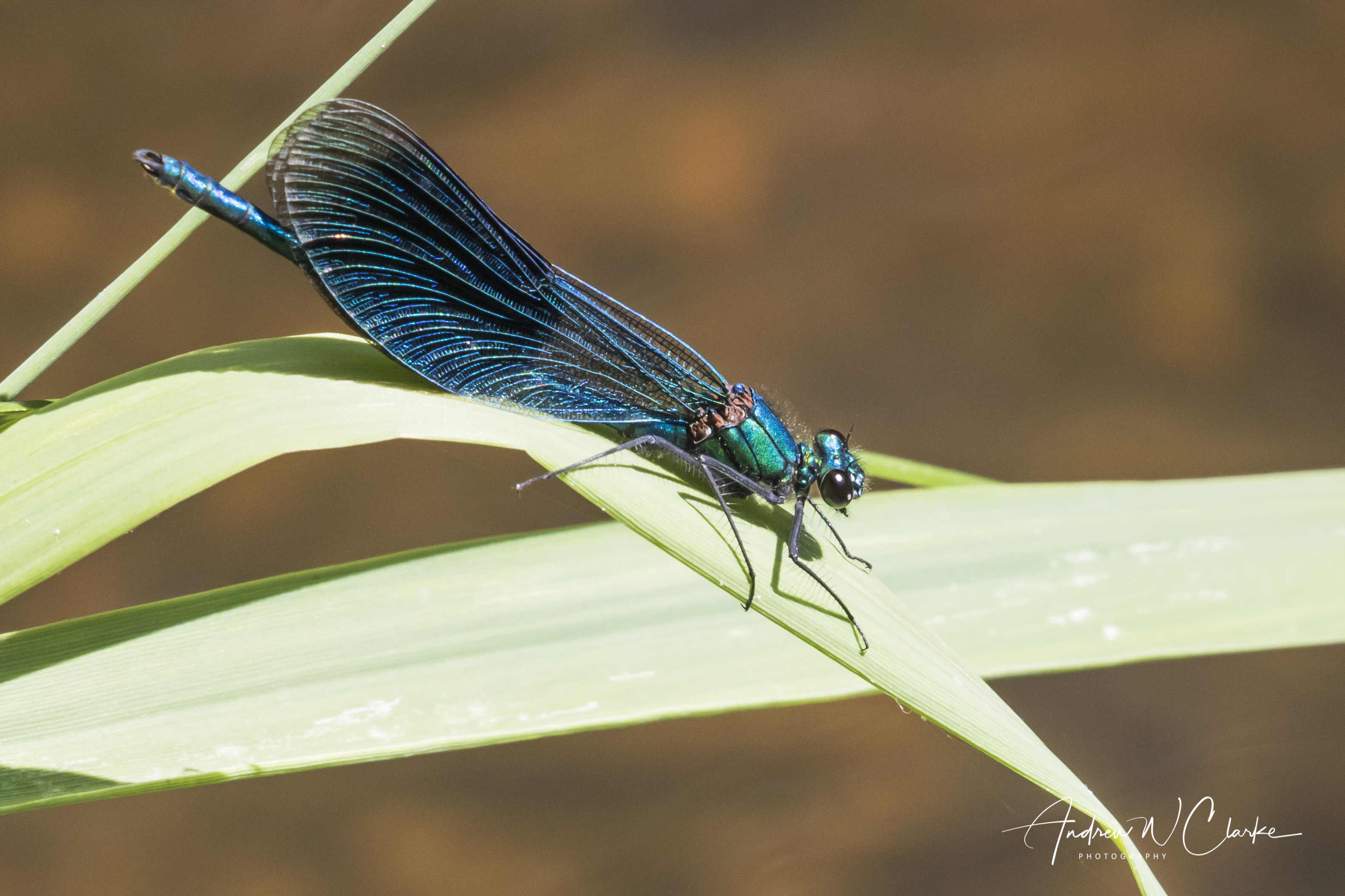 Banded Demoiselle