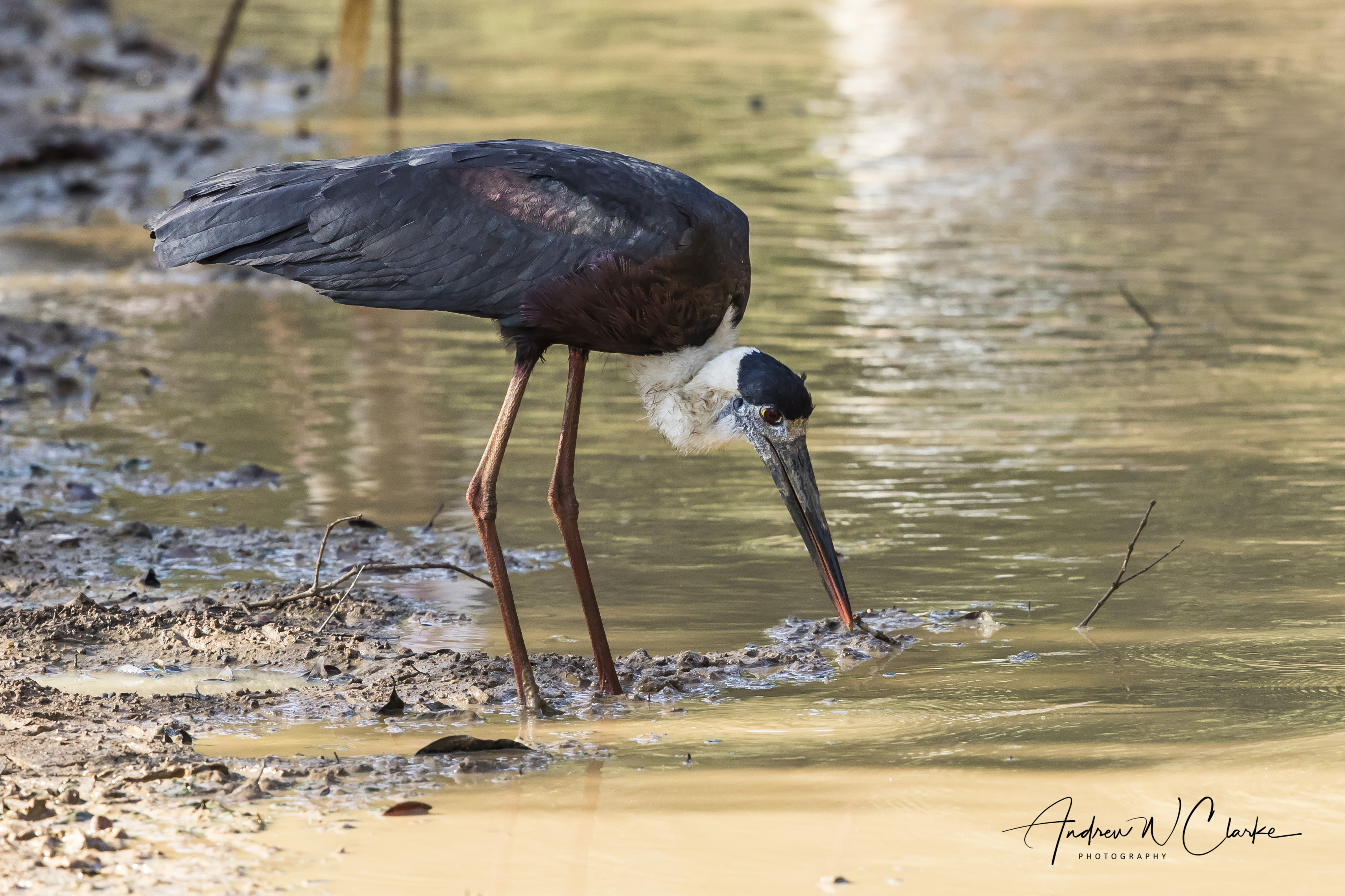 Woolly-necked Stork