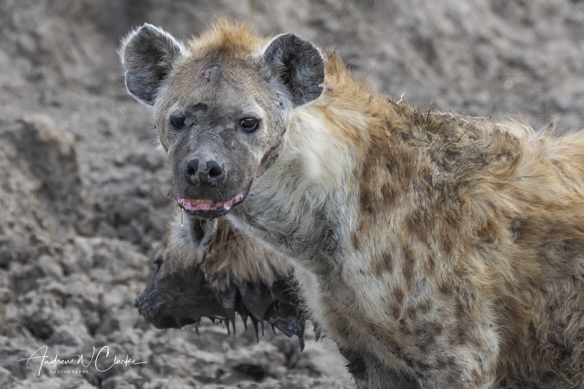 Spotted Hyena