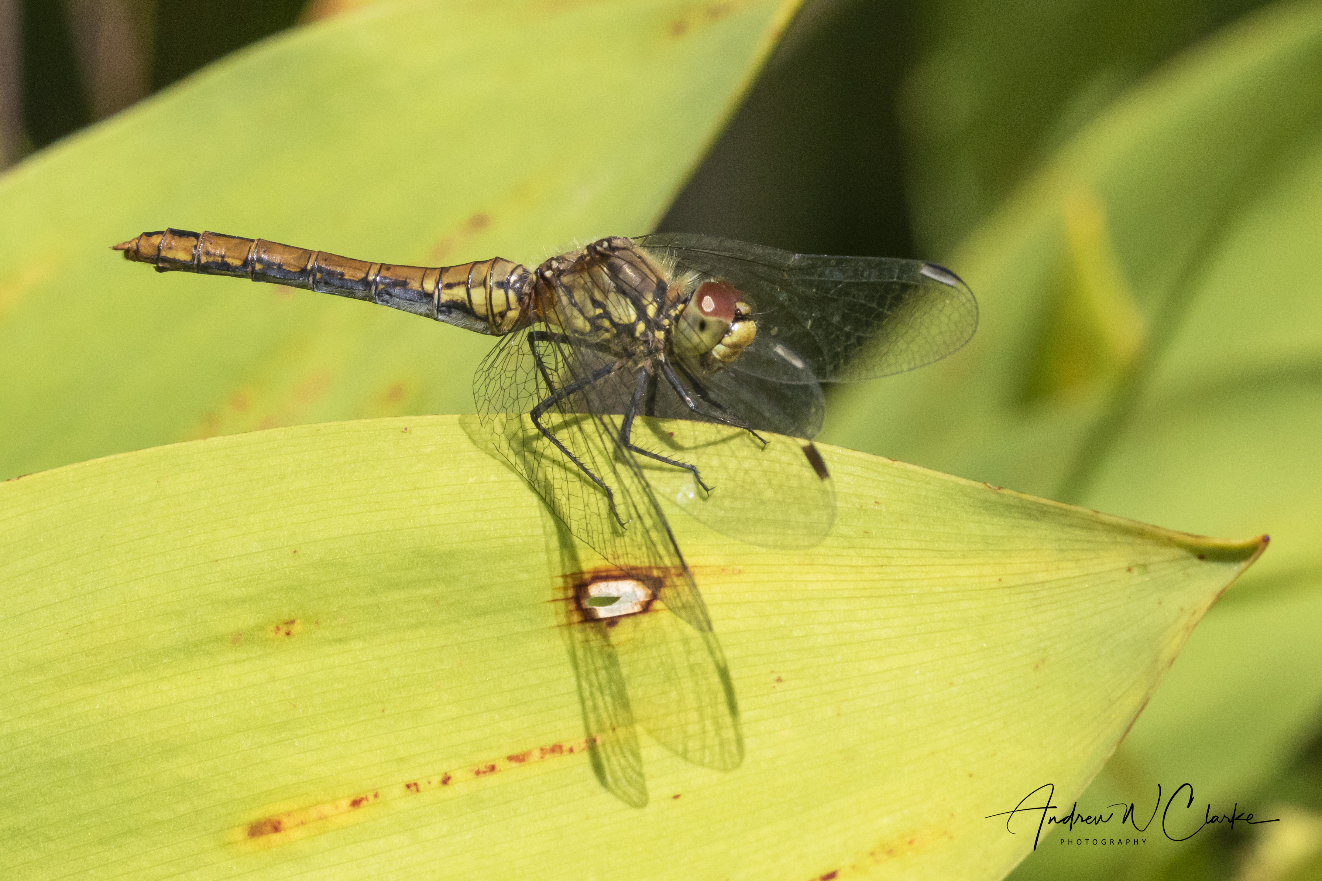 Ruddy Darter