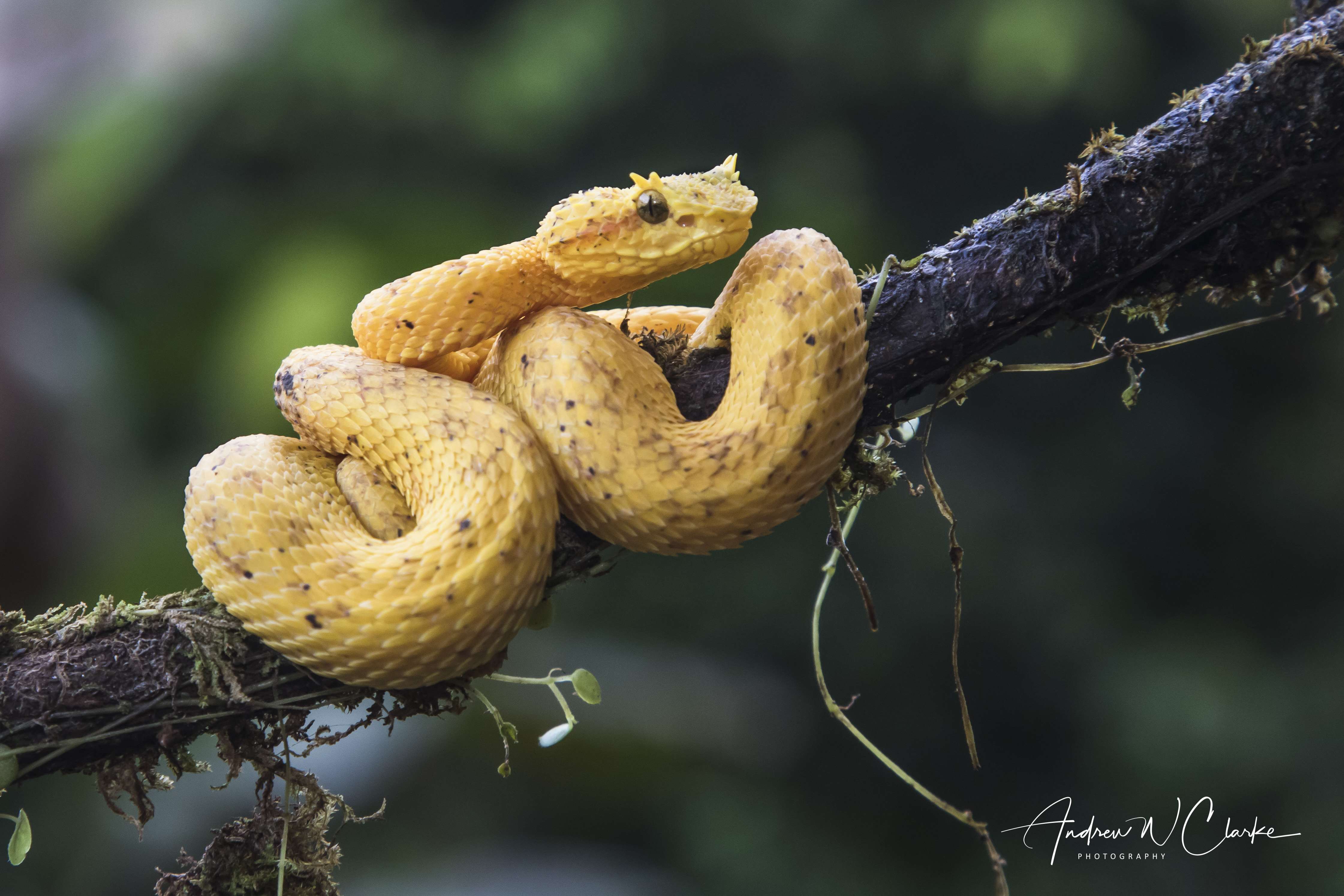 Eyelash Palm Pit Viper