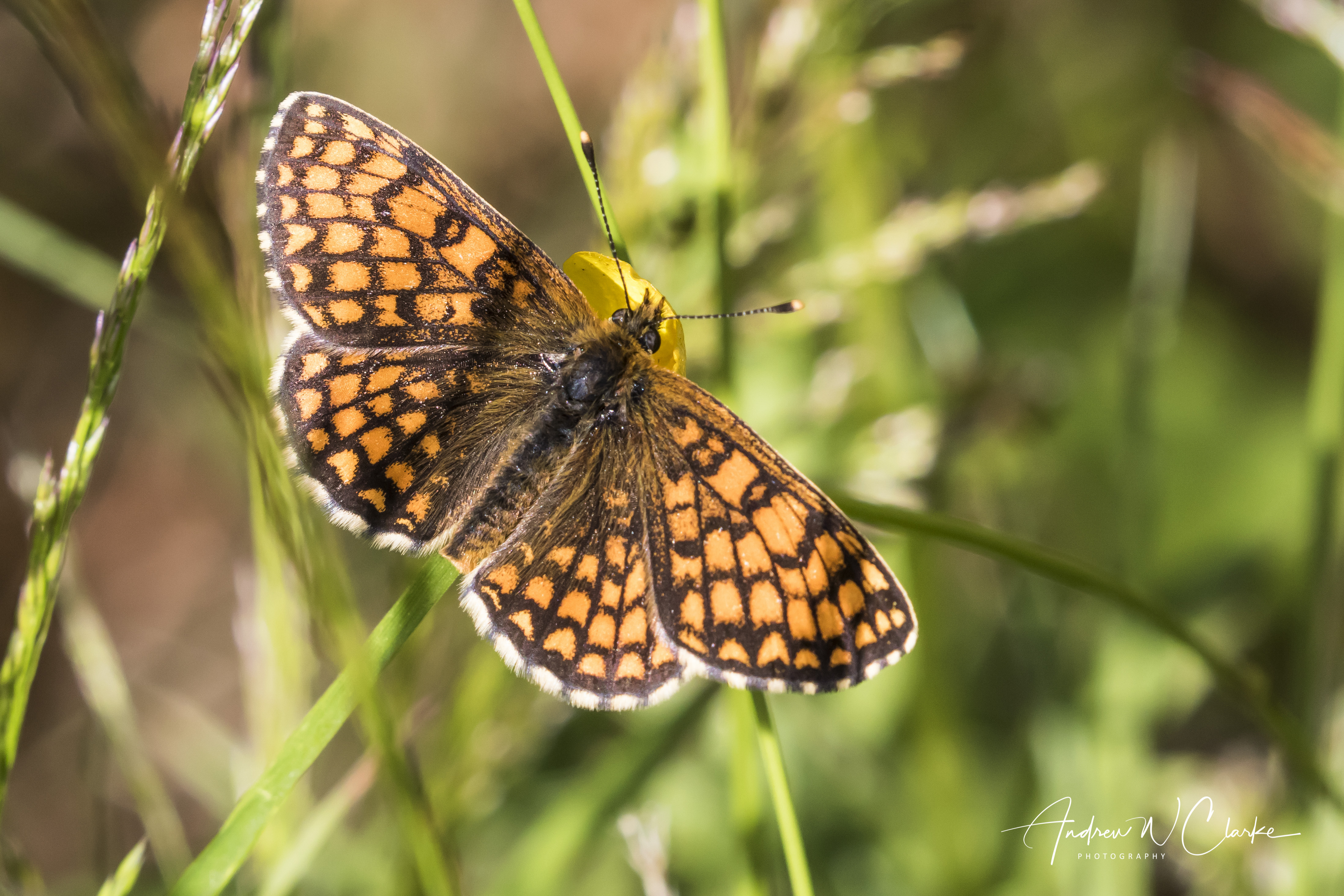 Heath Fritillary
