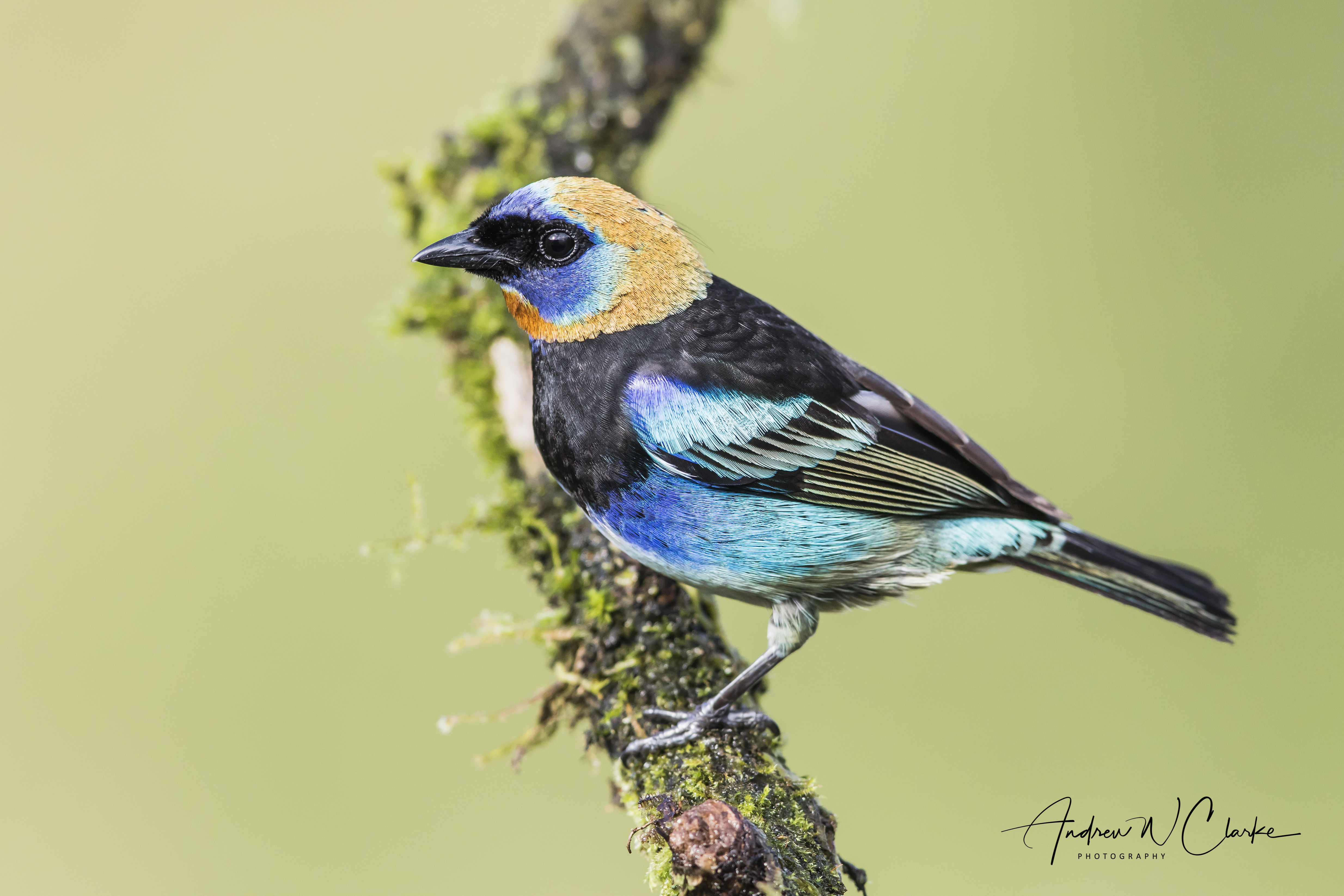 Golden-hooded Tanager