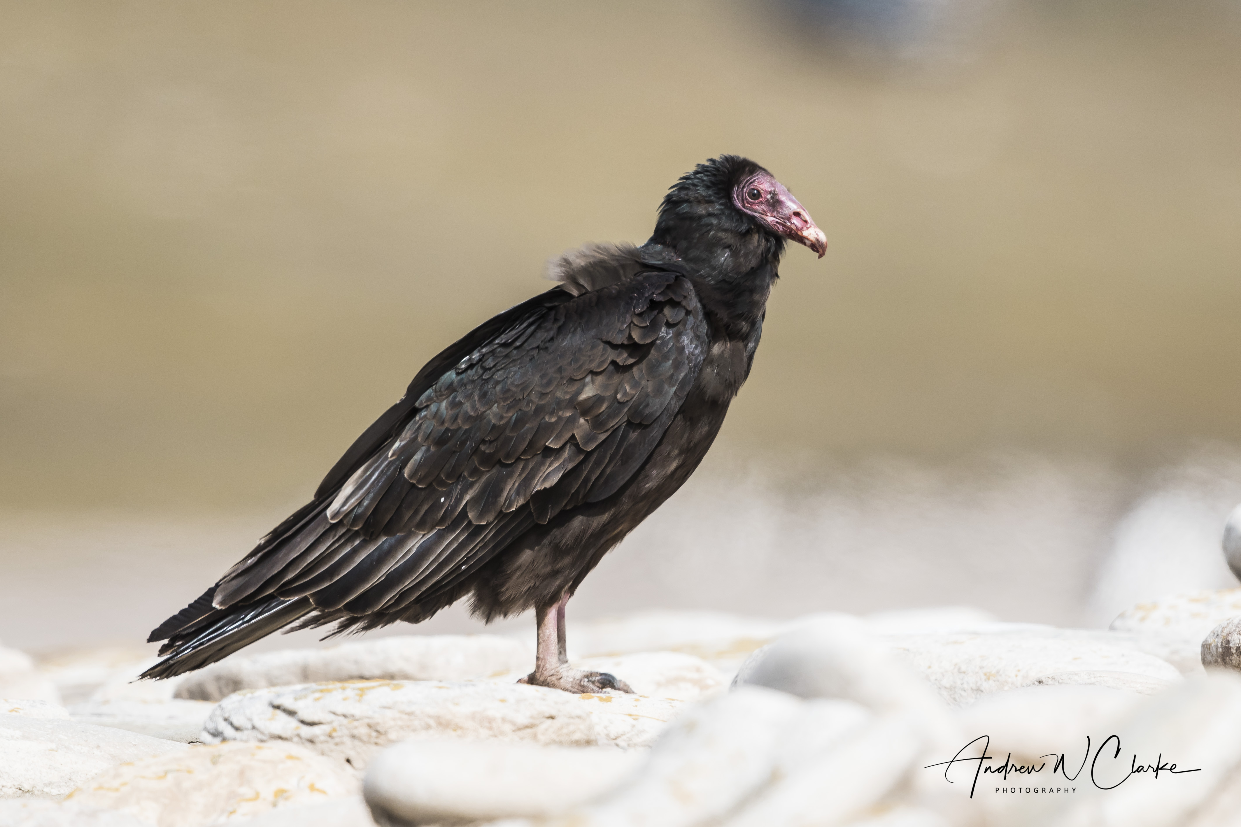 Turkey Vulture