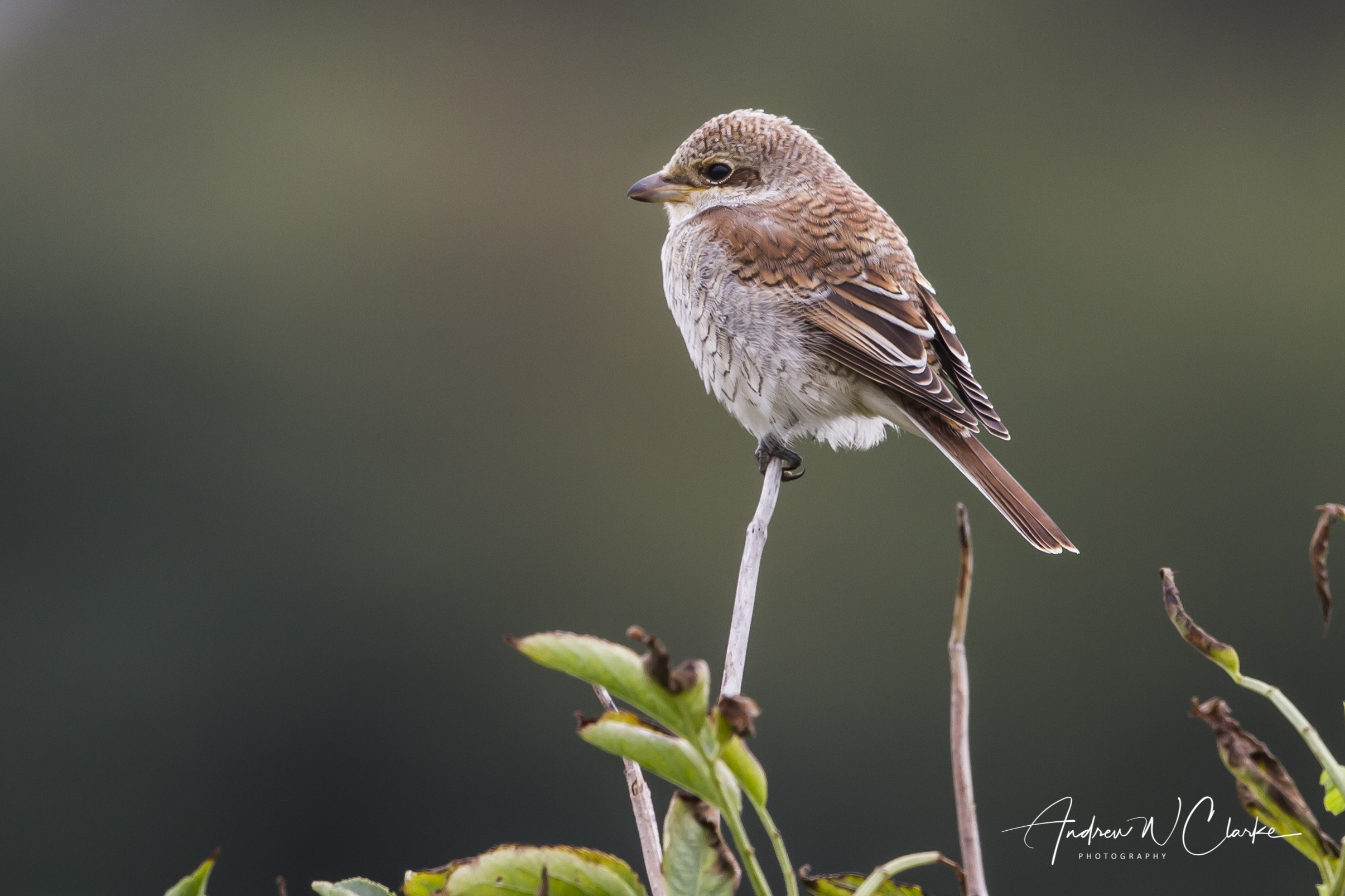 Red-backed Shrike / Tornskate
