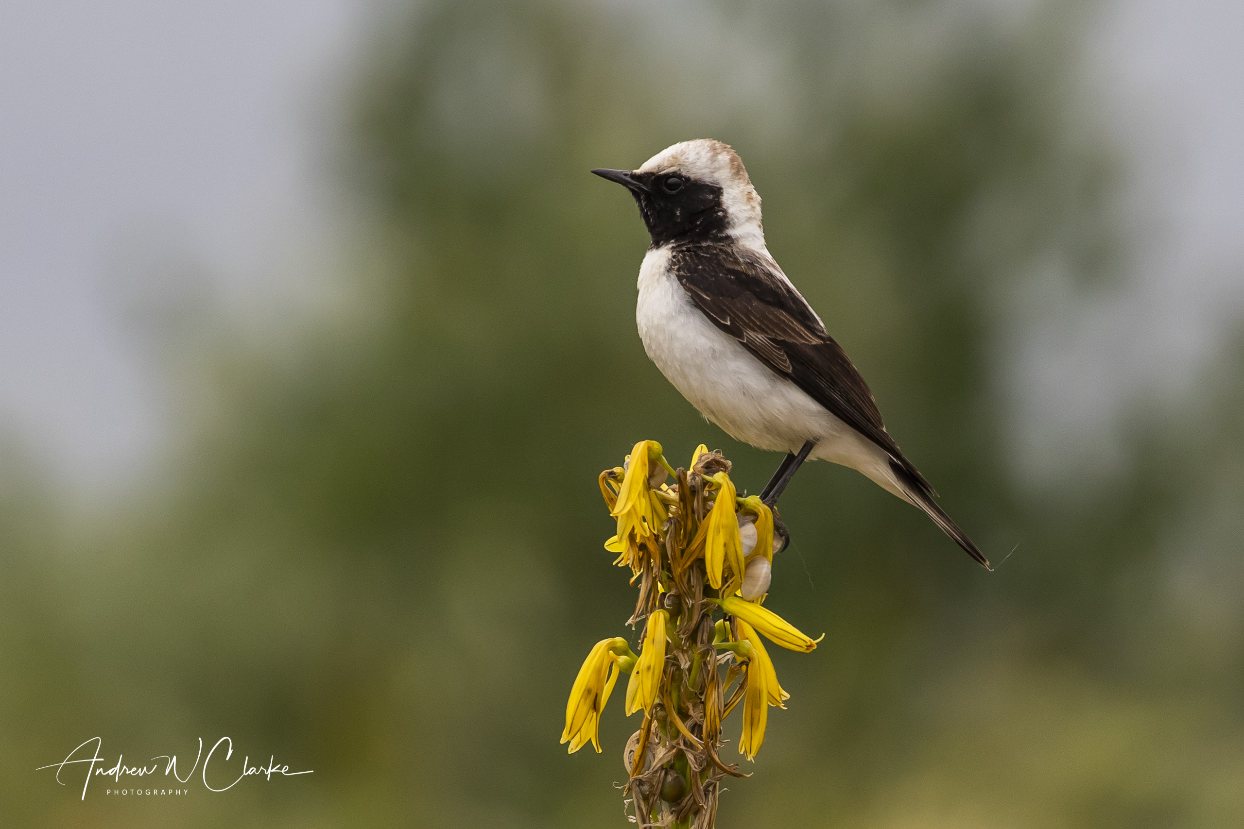 Pied Wheatear