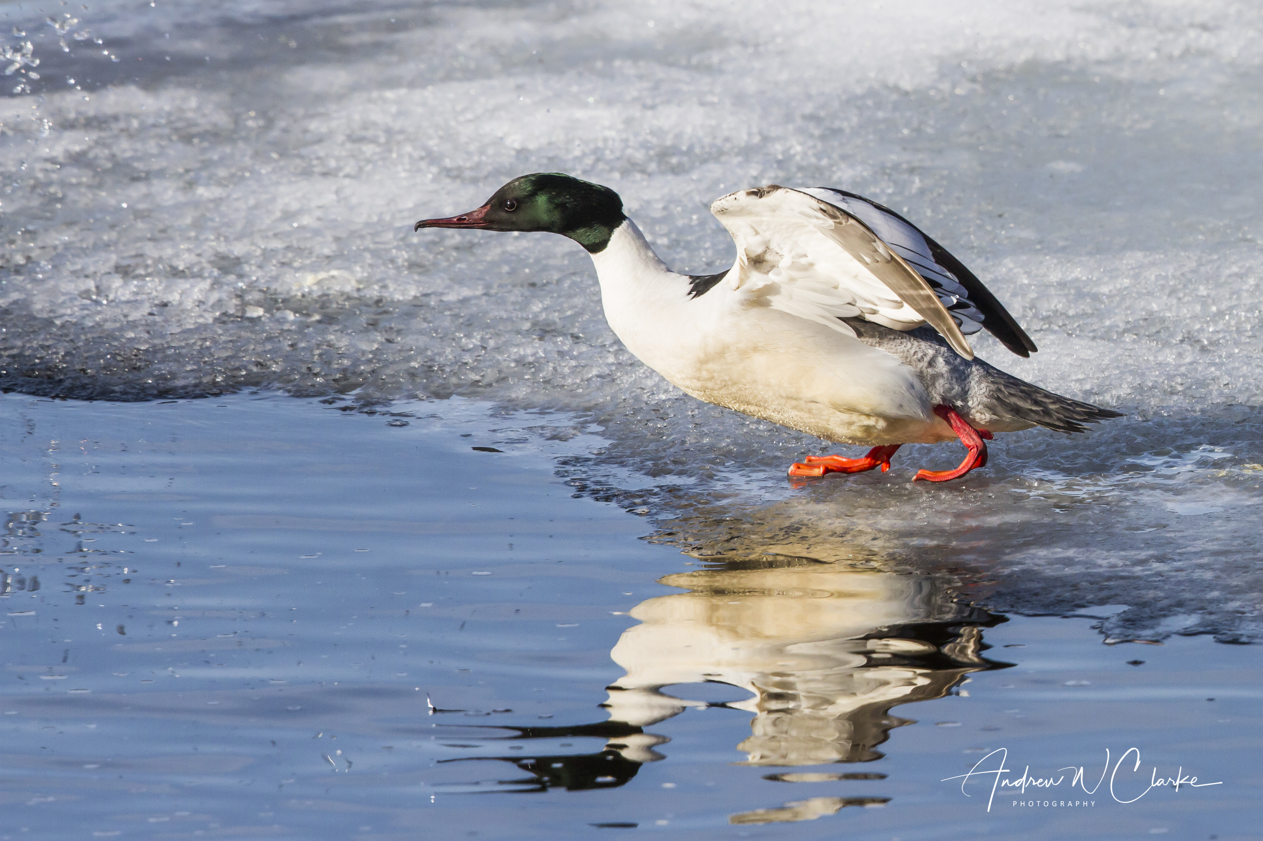 Common Merganser / Laksand