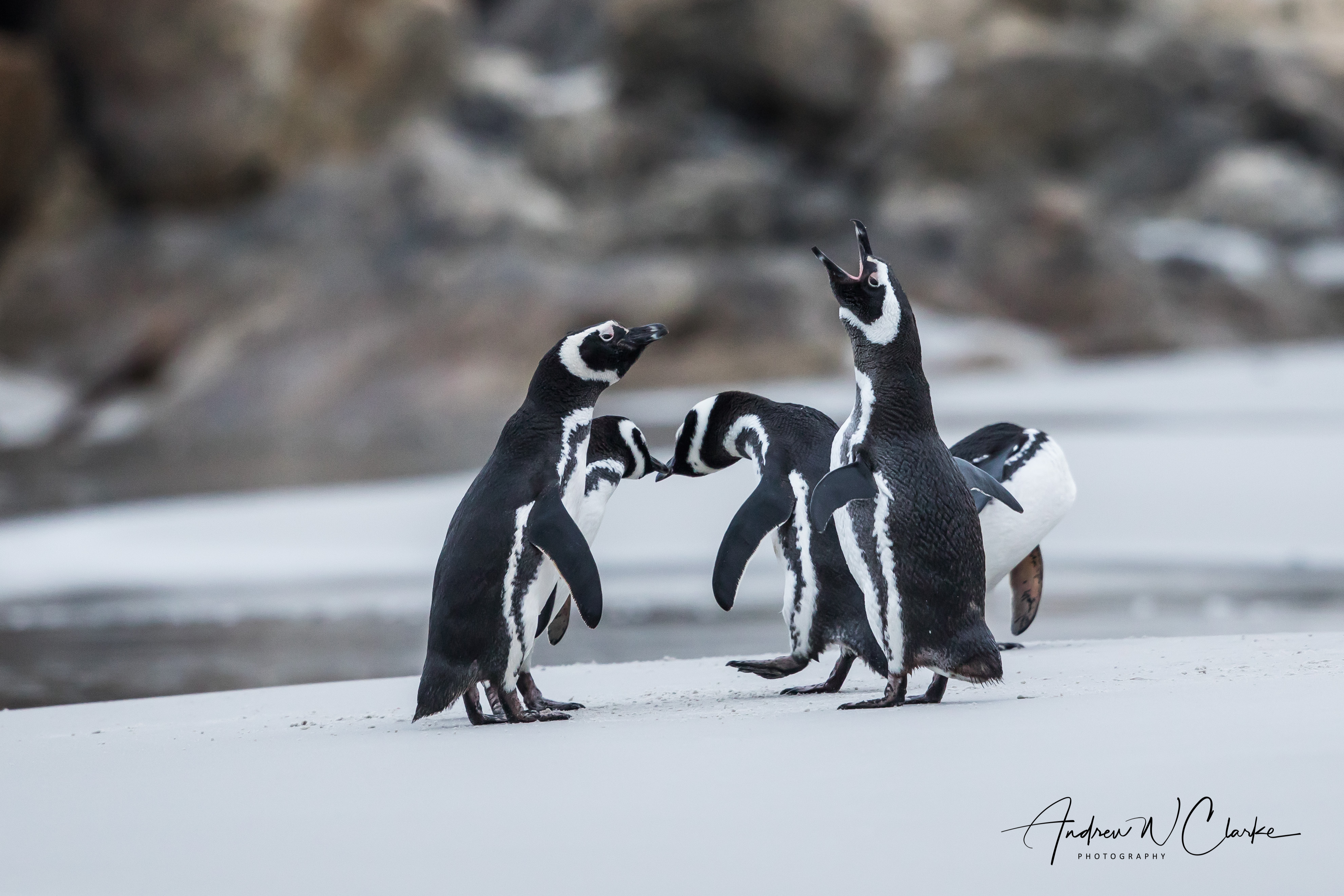 Magallenic Penguin