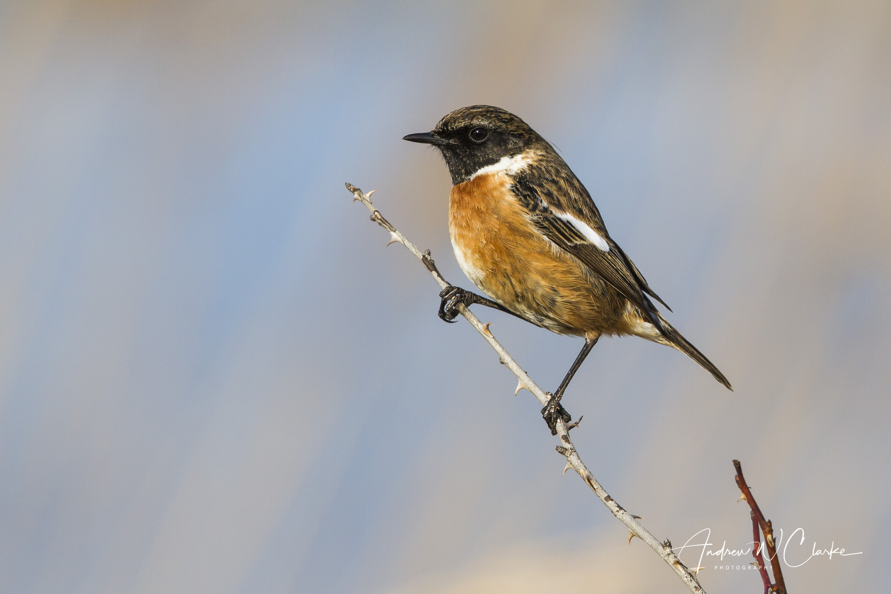 European Stonechat / Svartstrupe