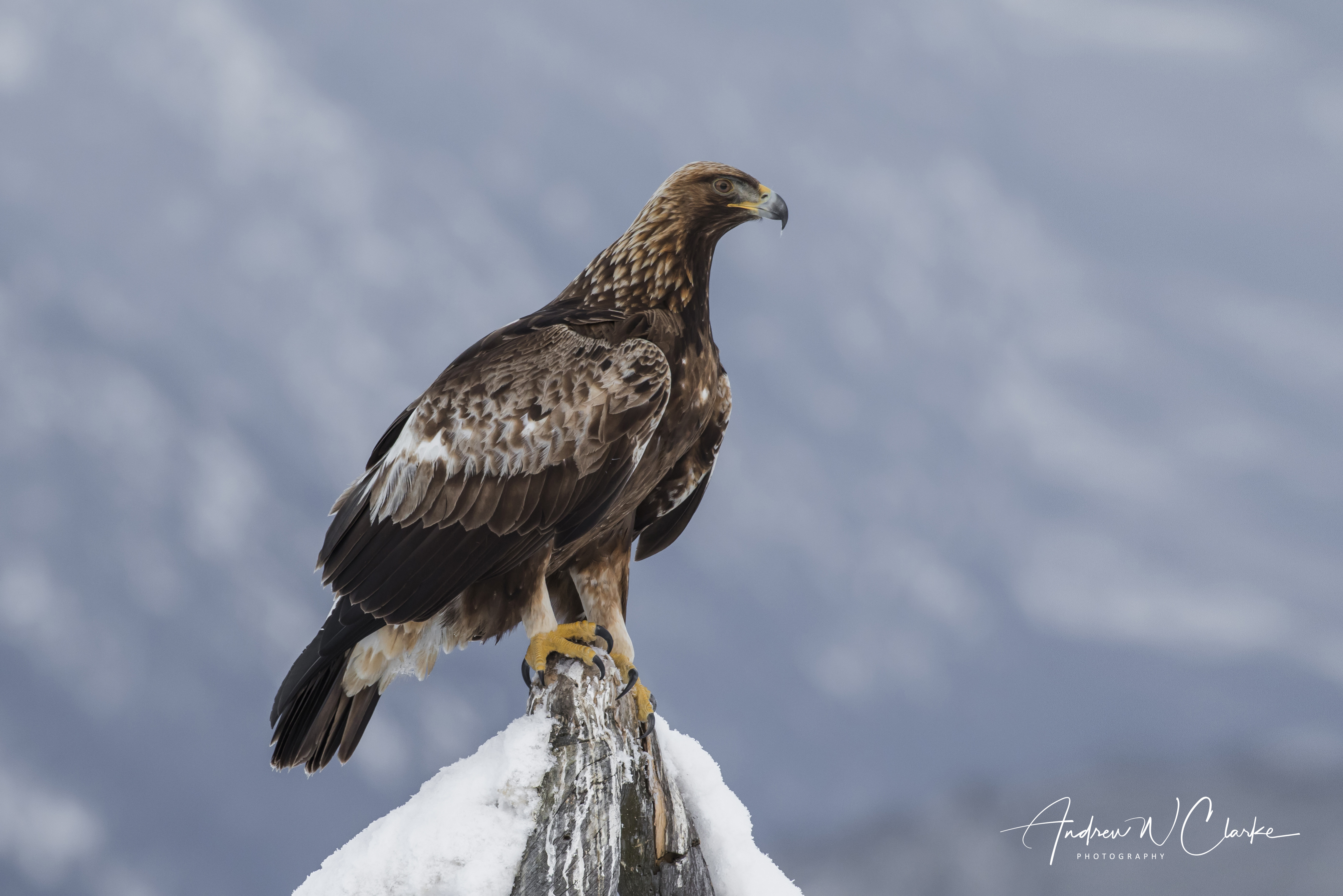 Golden Eagle / Kongeørn
