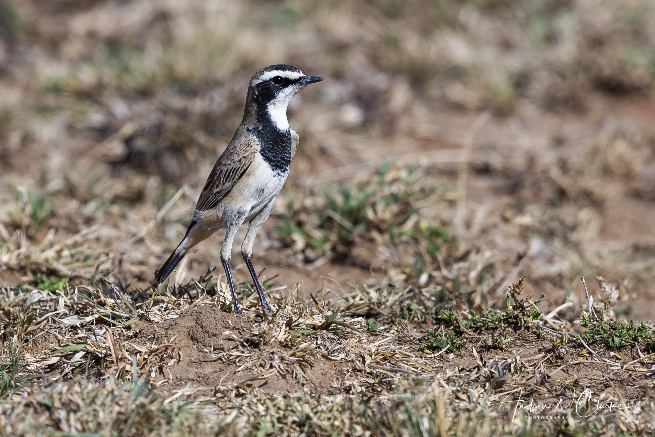 Capped Wheatear