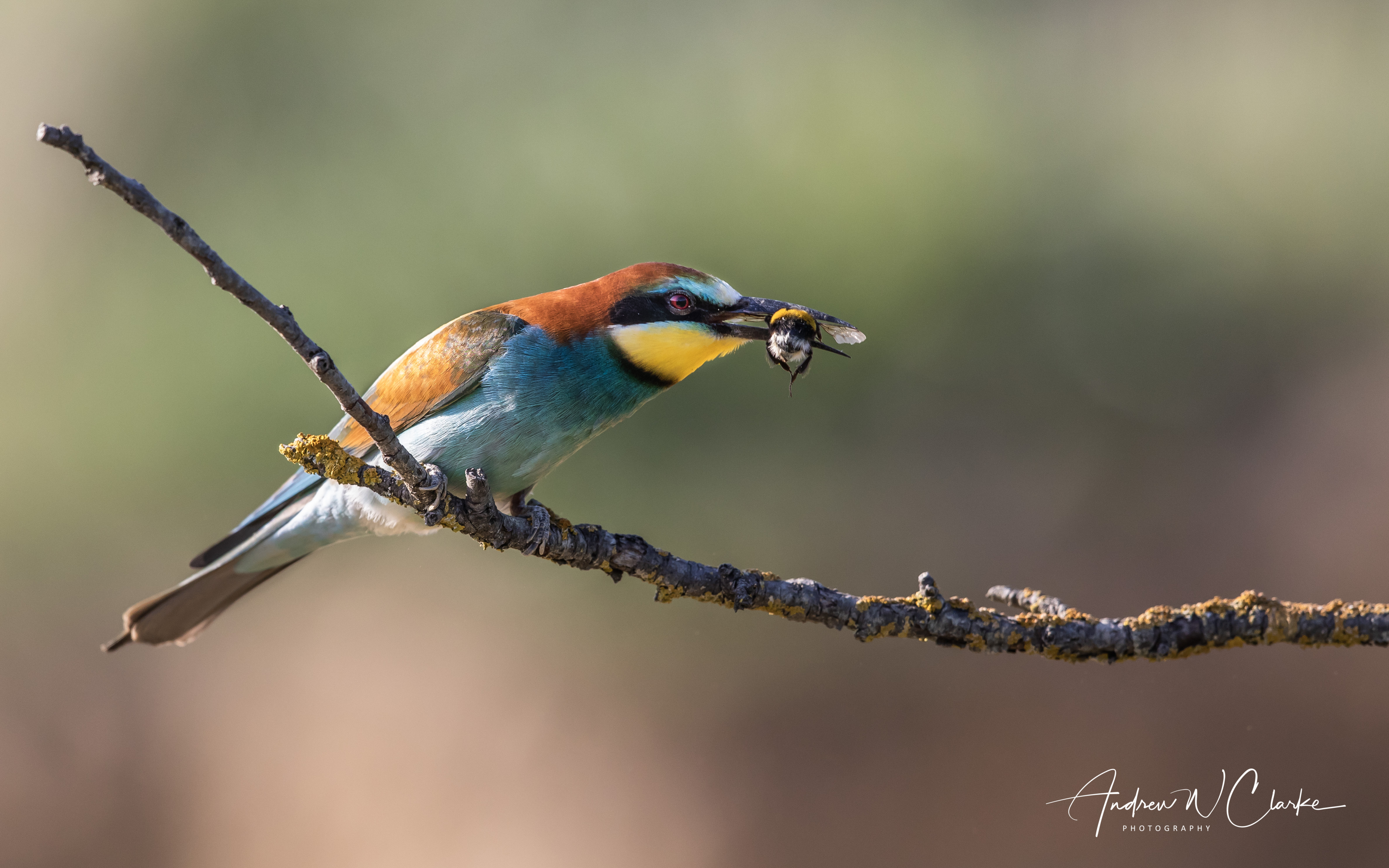 European Bee-eater