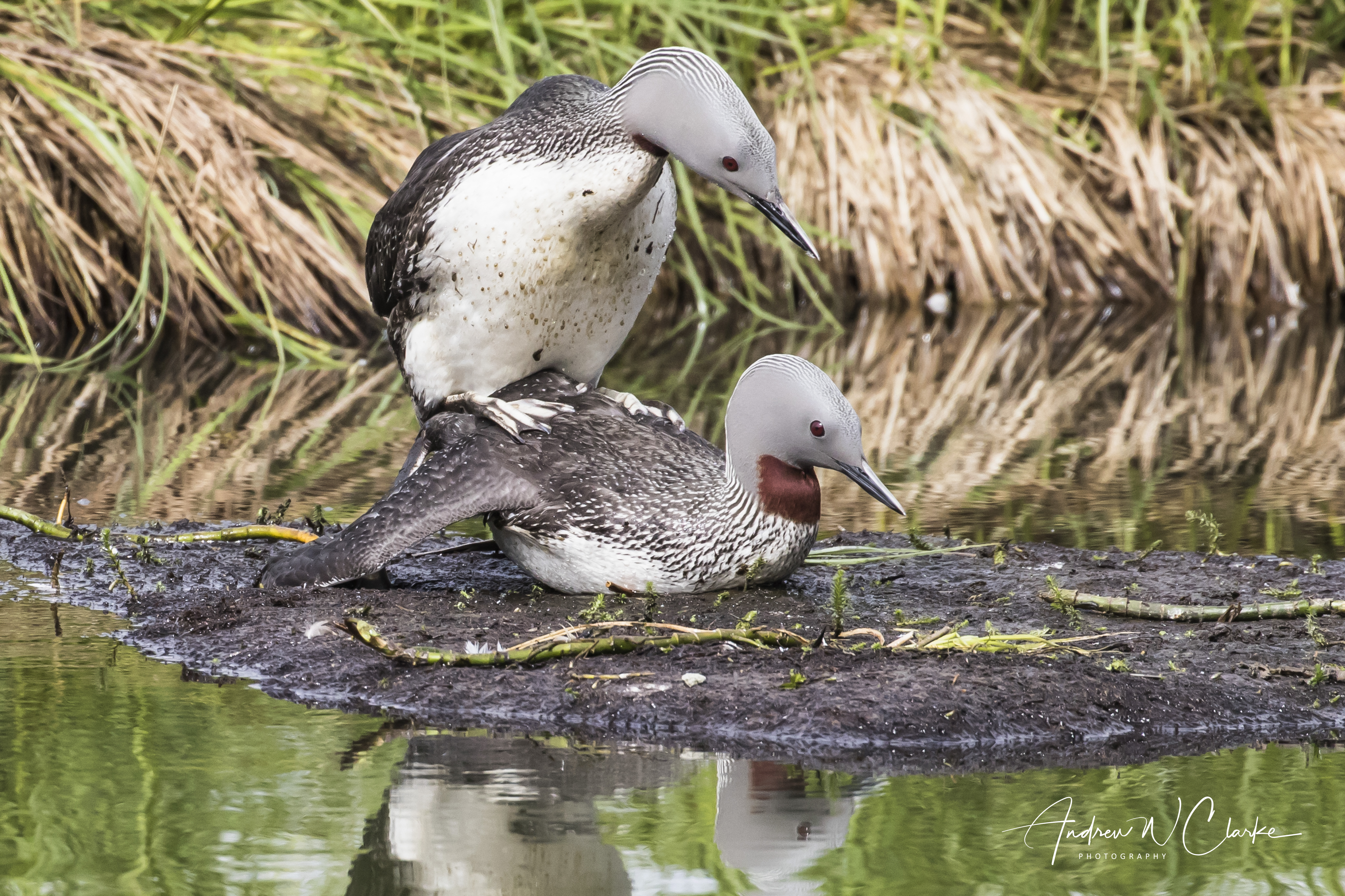 Red-throated Loon / Smålom