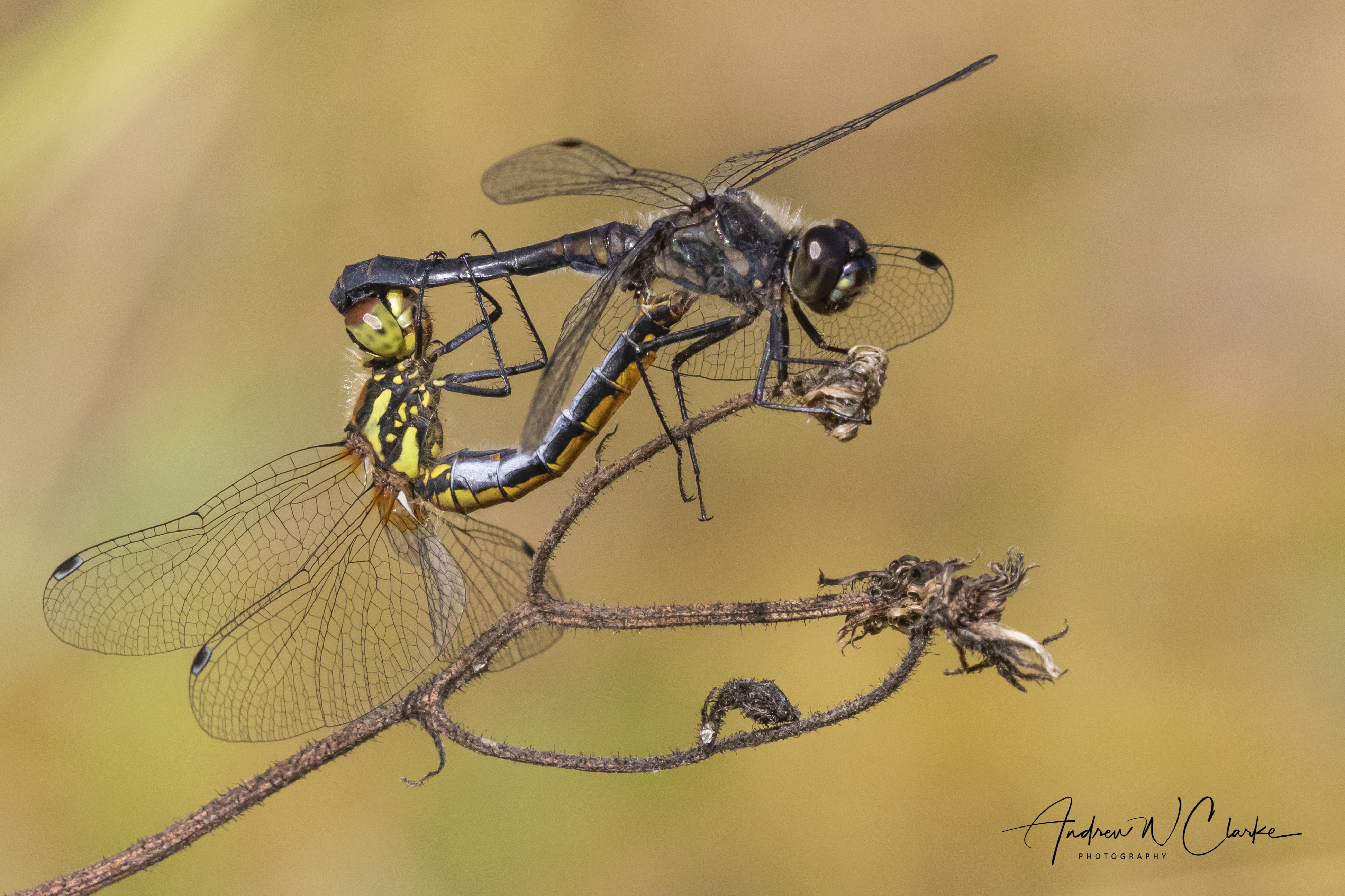 Black Darter