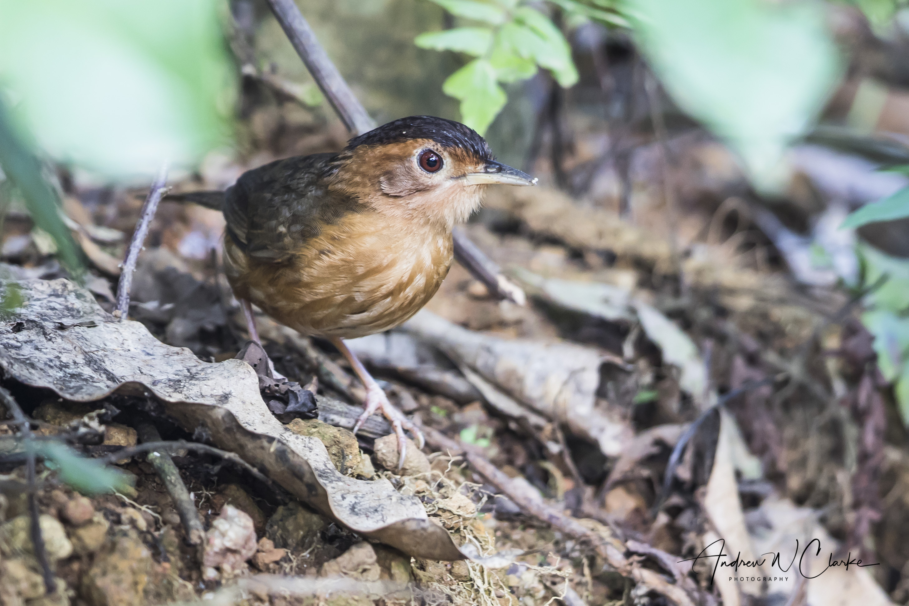 Brown-capped Babbler