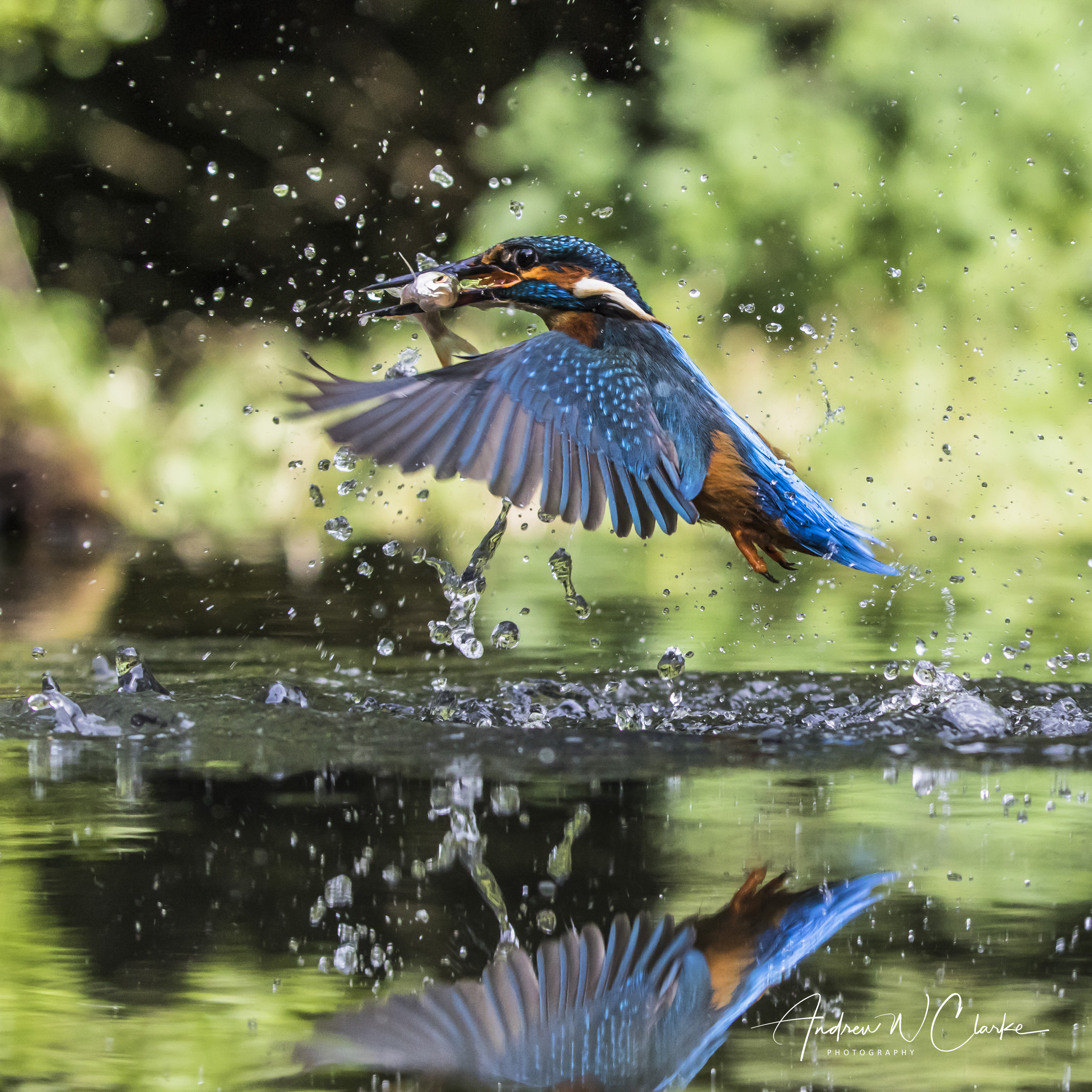 Common Kingfisher