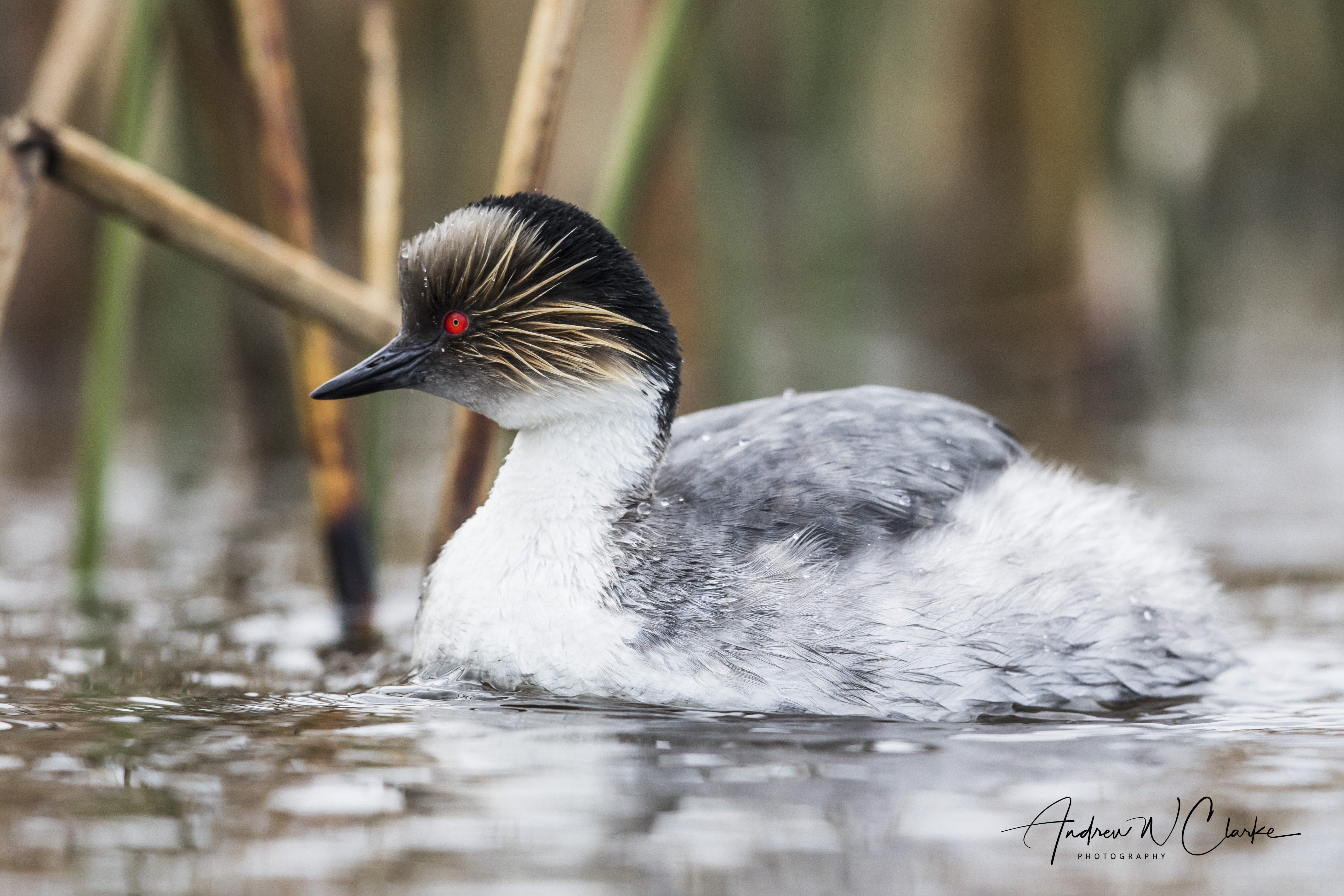 Silvery Grebe