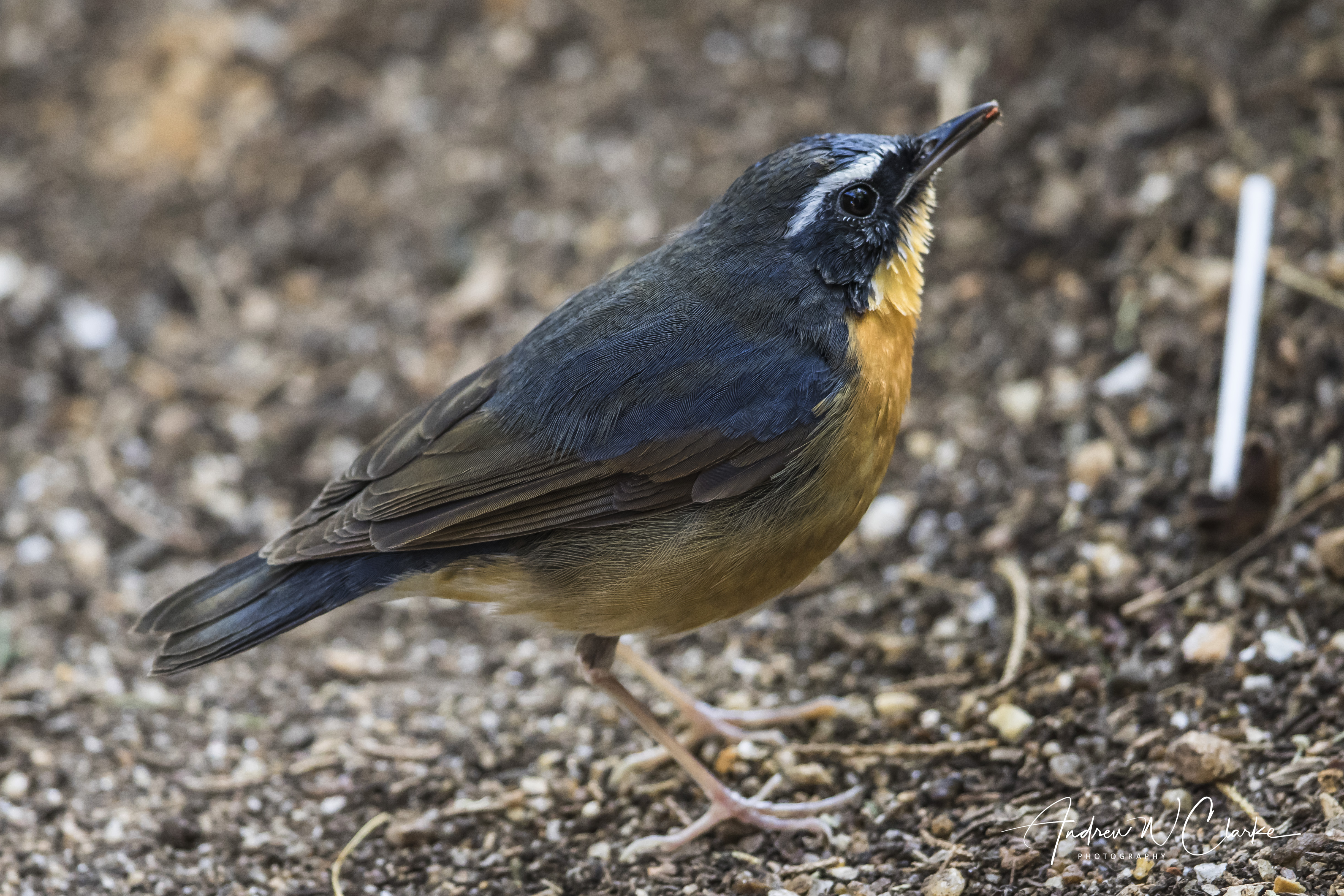 Indian Blue Robin