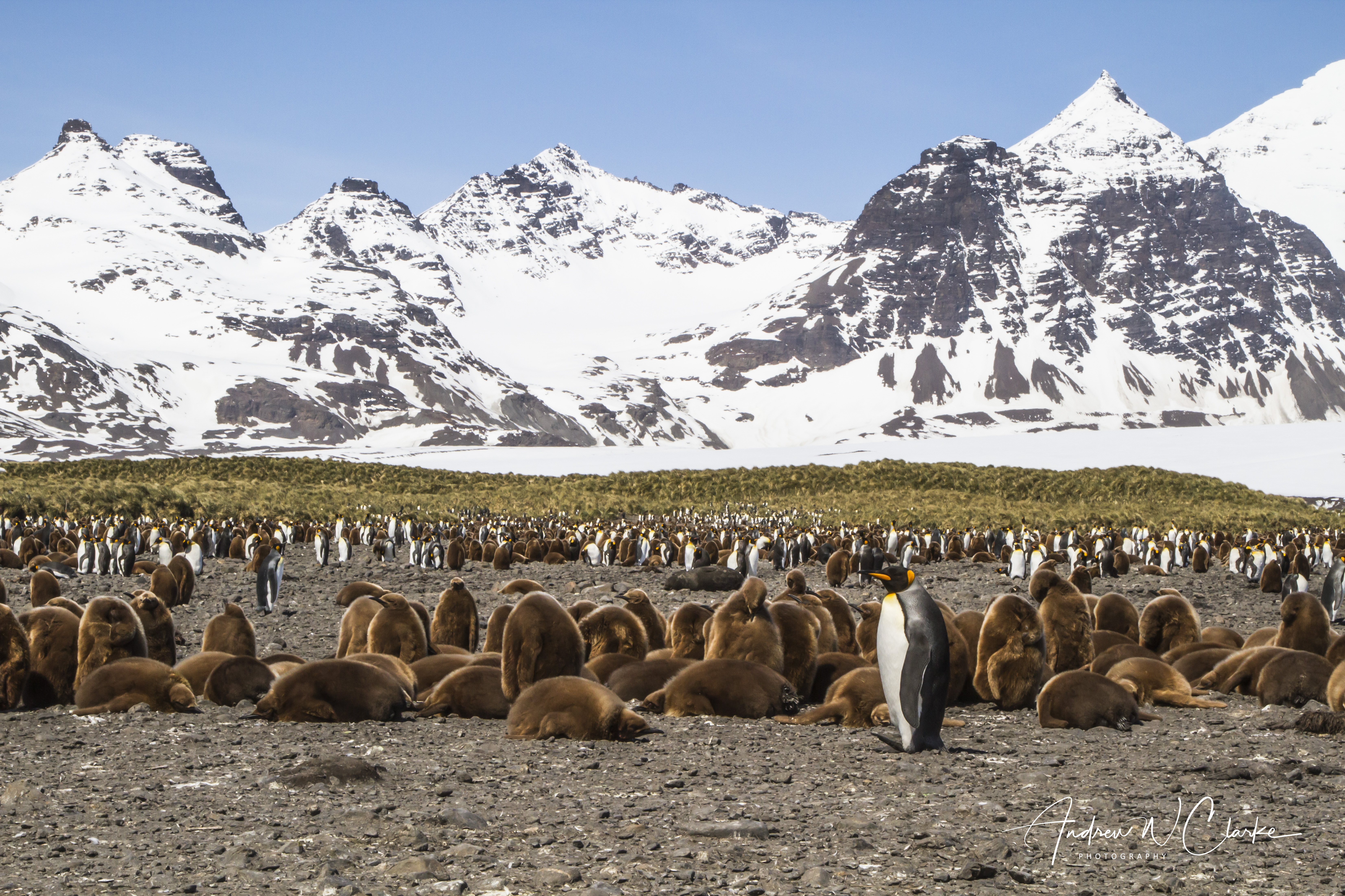 King Penguin