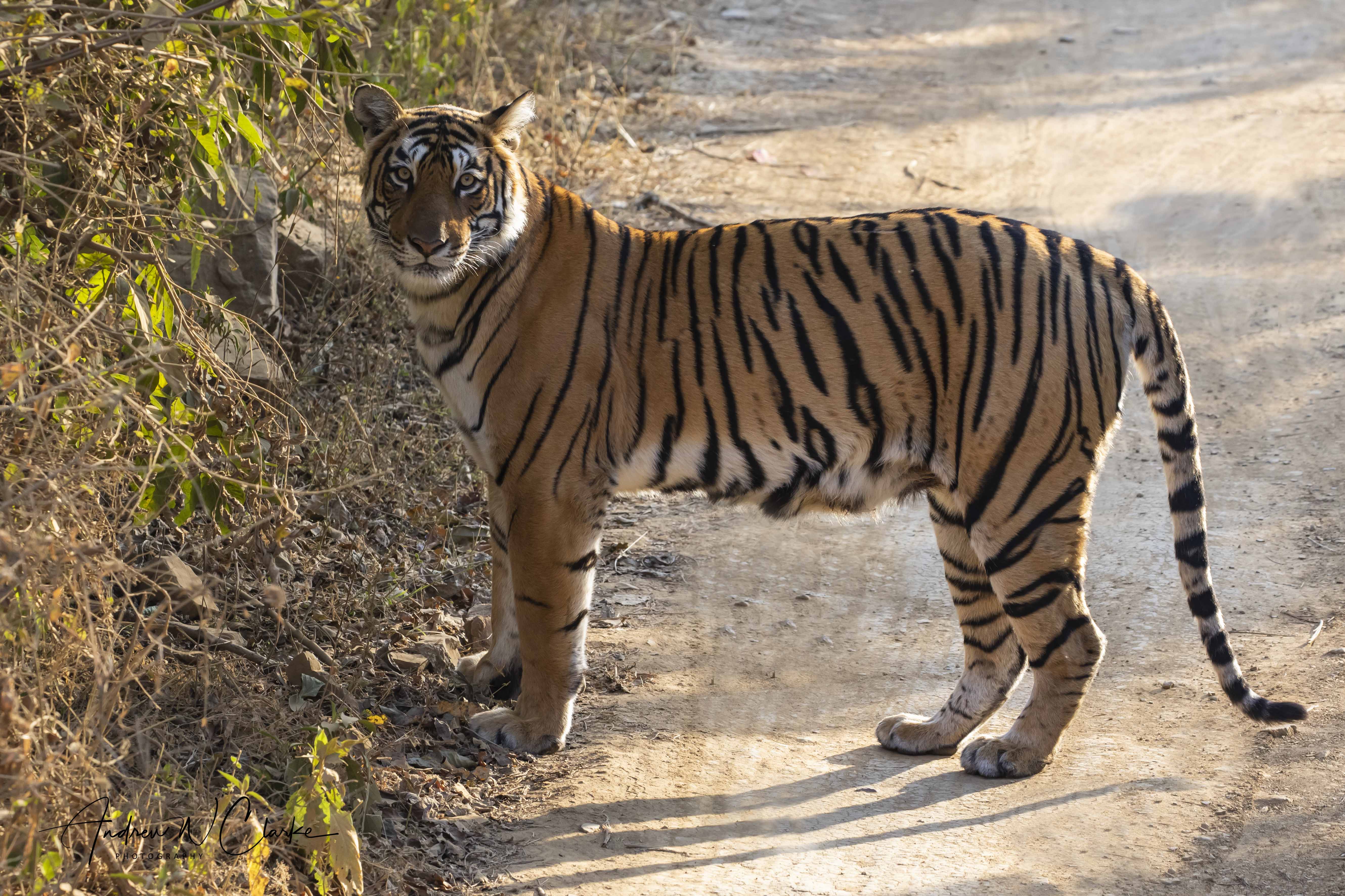 Tiger
