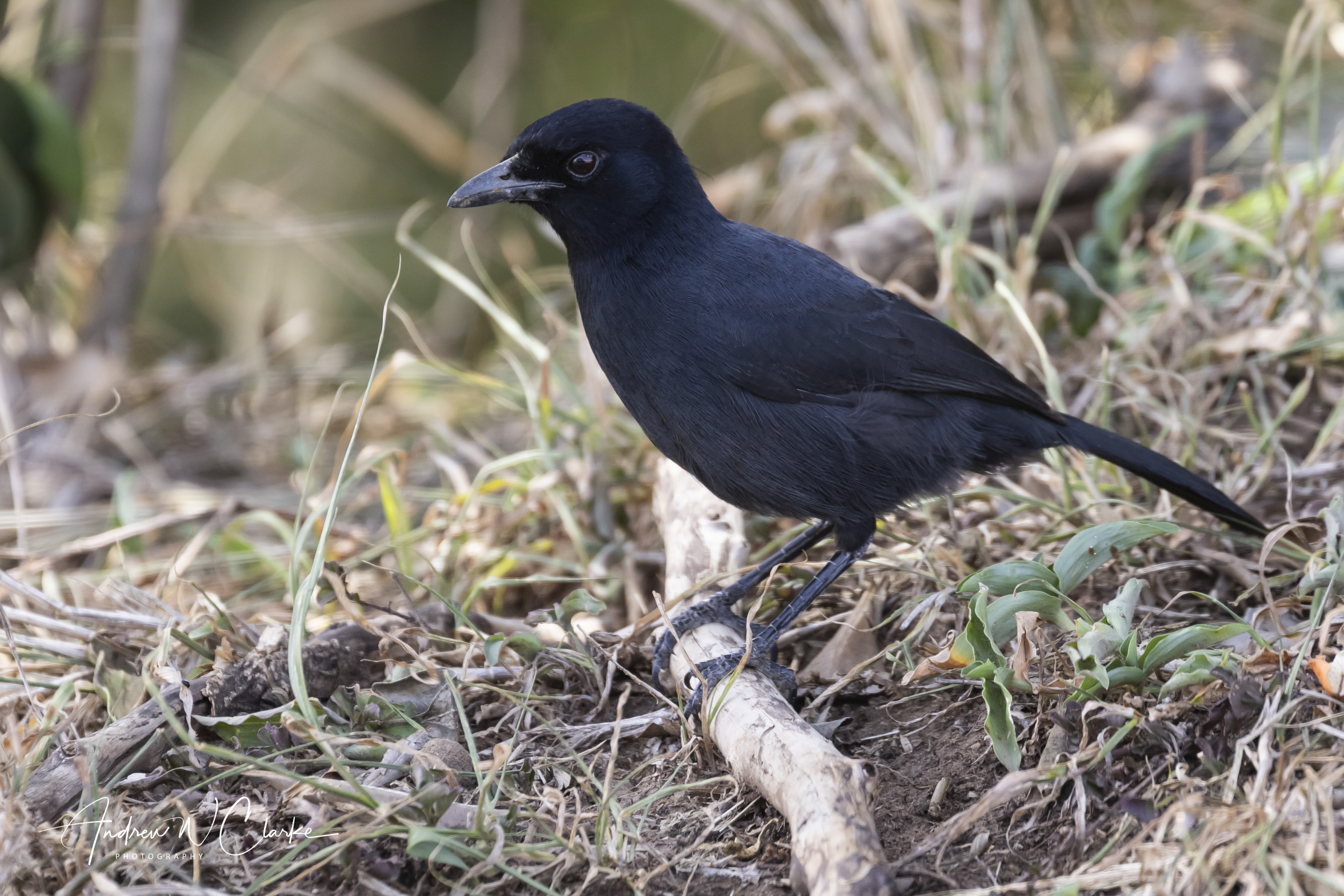 Slate-coloured Boubou