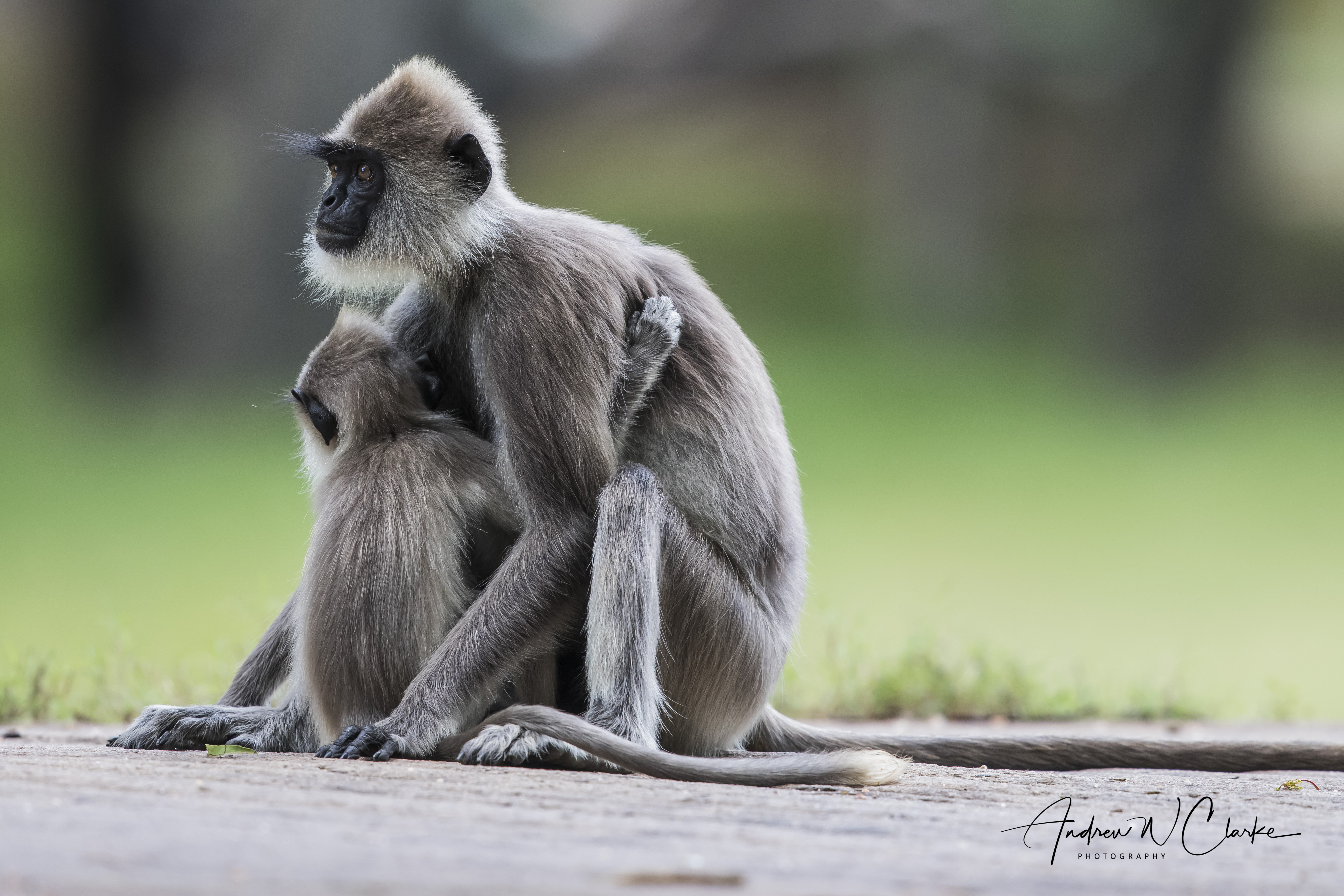 Gray Langur