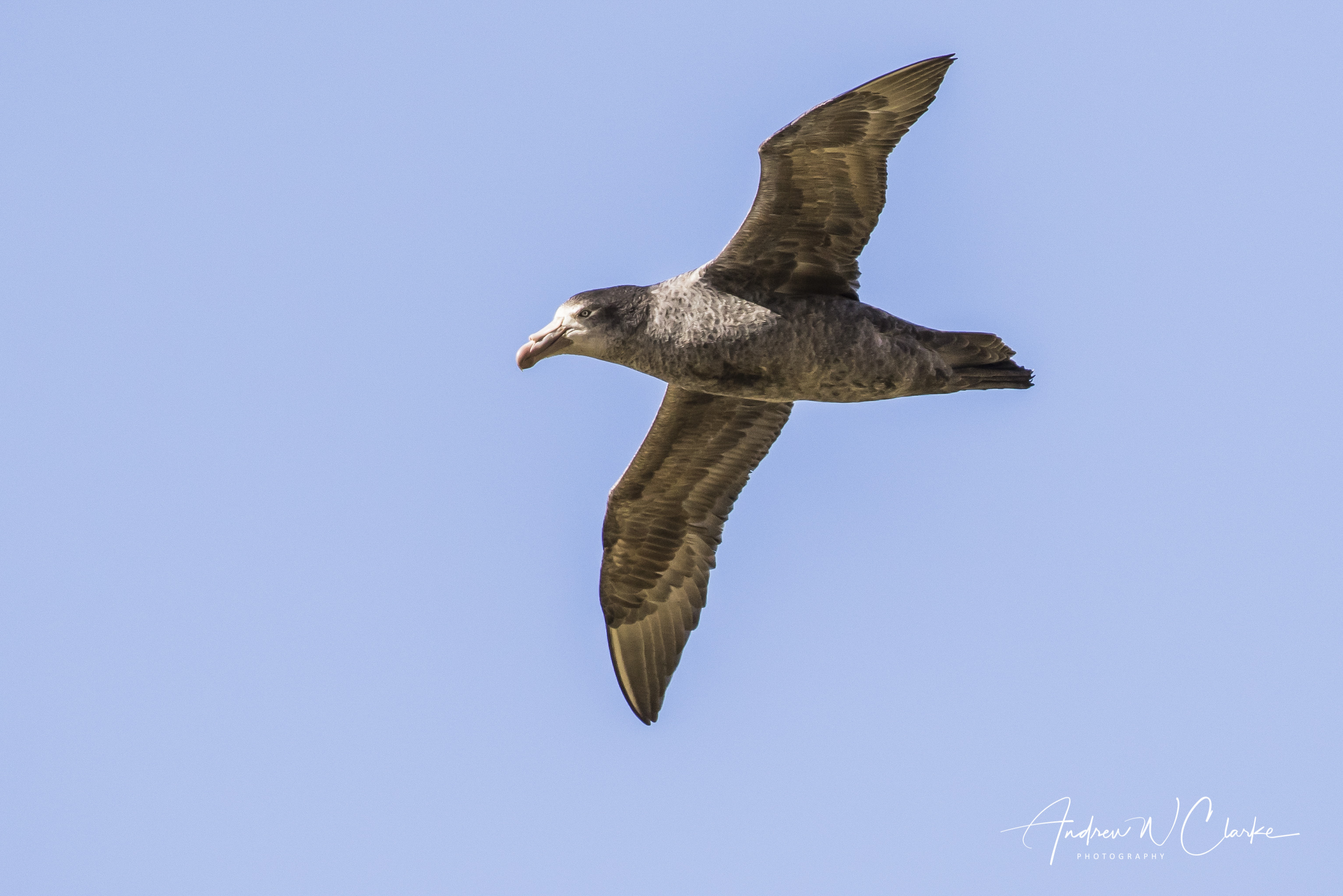 Northern Giant Petrel