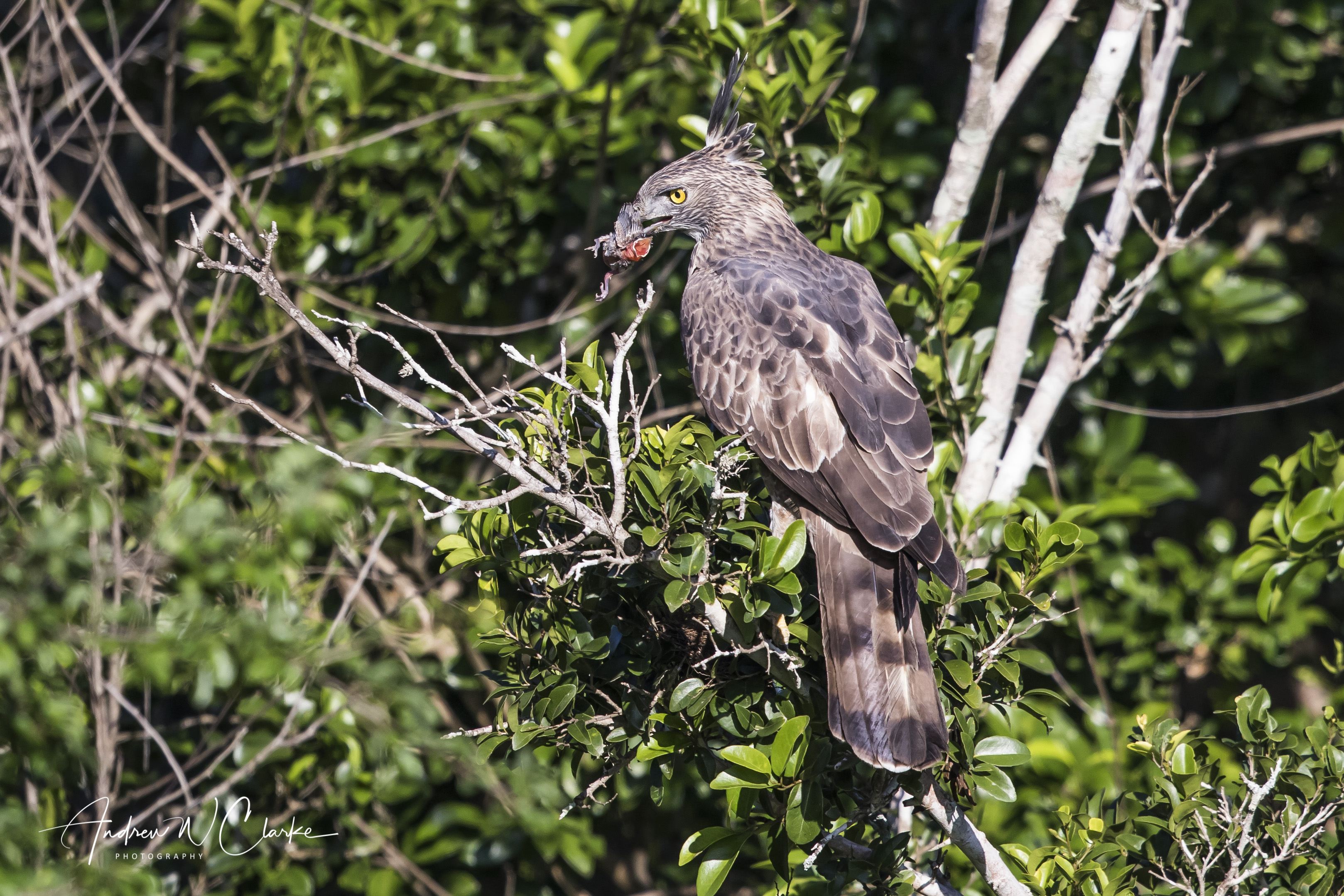Crested Hawk Eagle