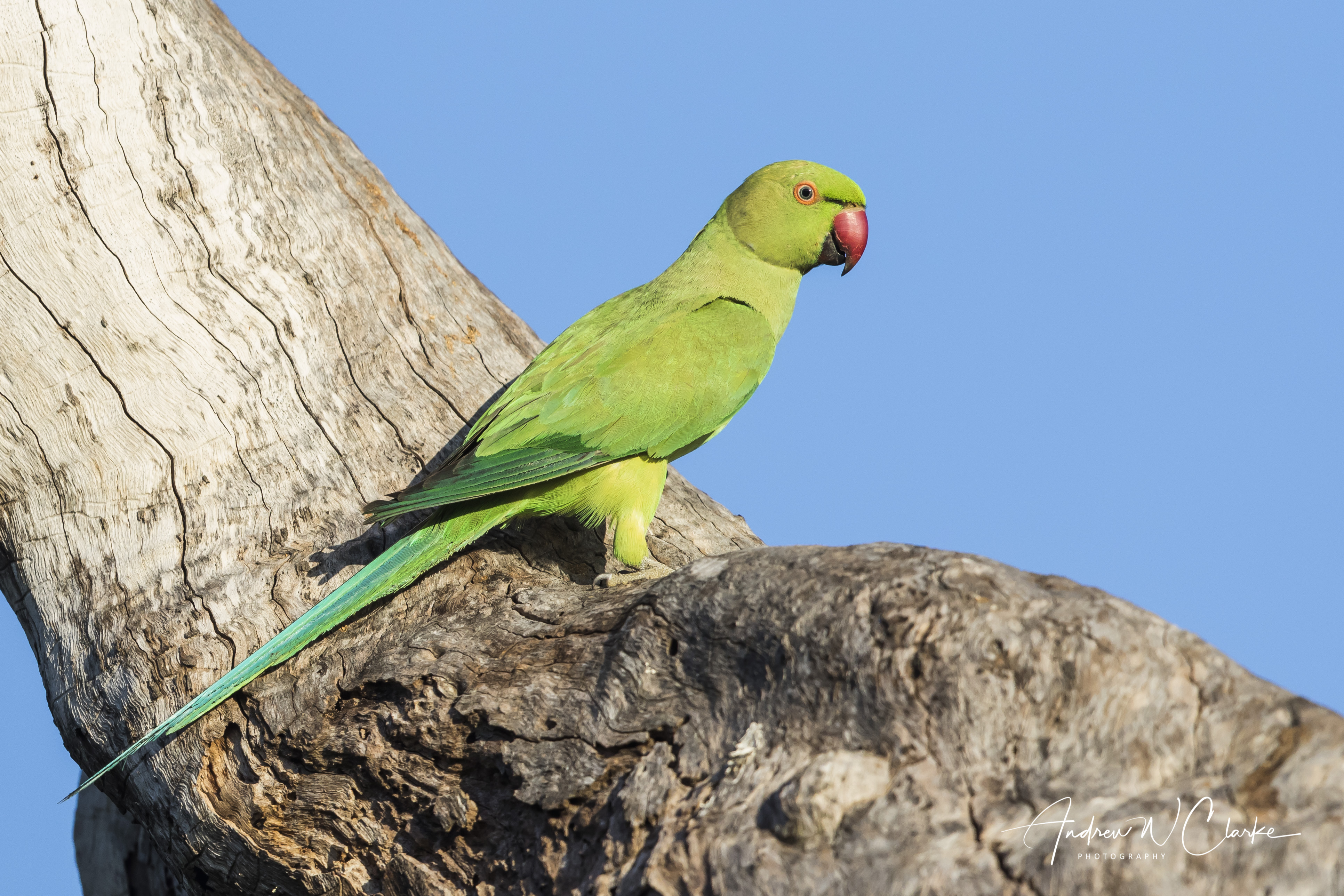 Rose-ringed Parakeet