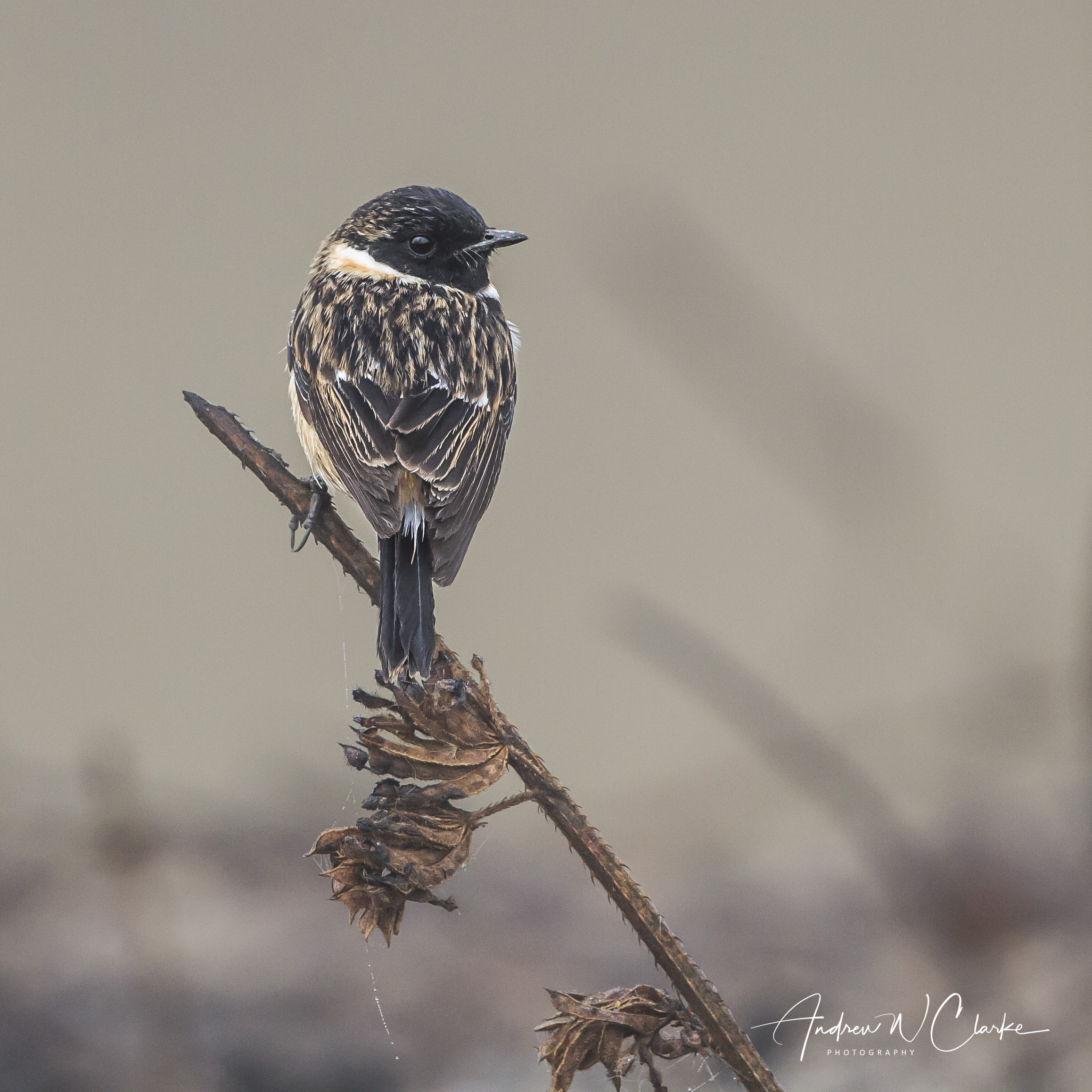 Siberian Stonechat