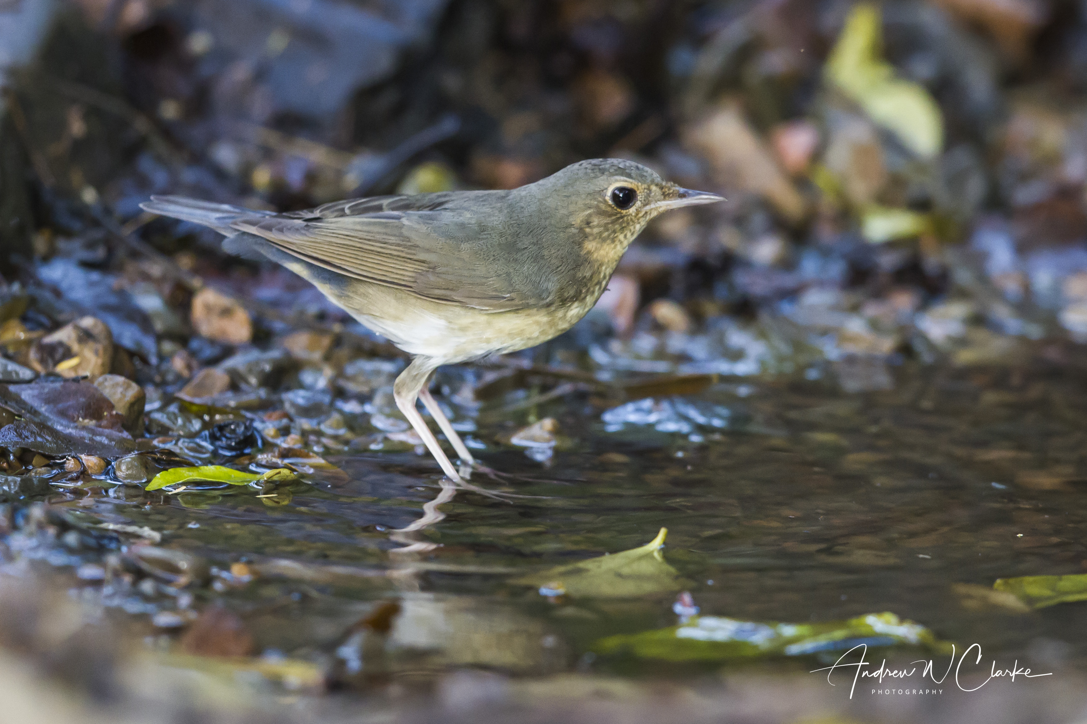 Siberian Blue Robin