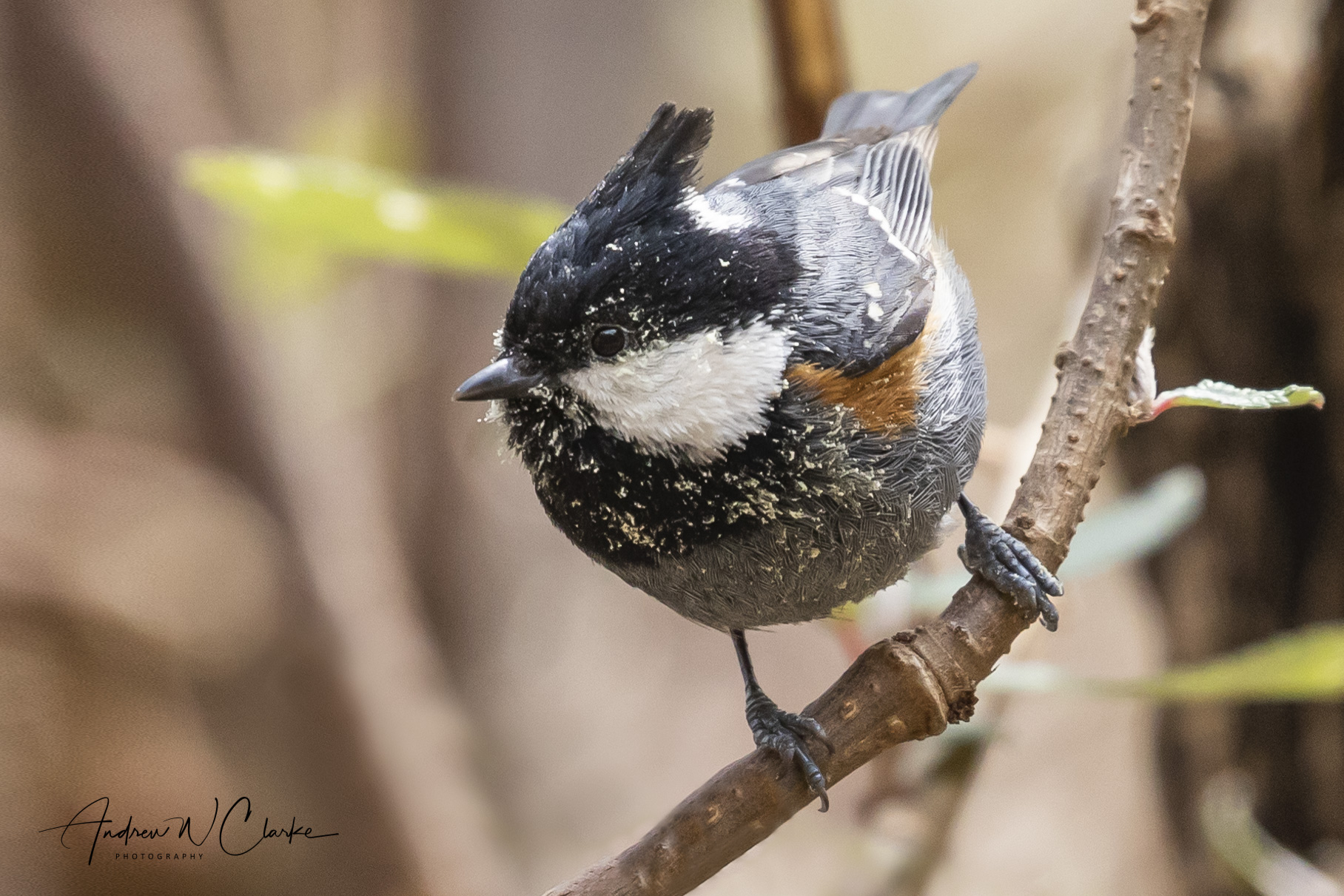Coal Tit
