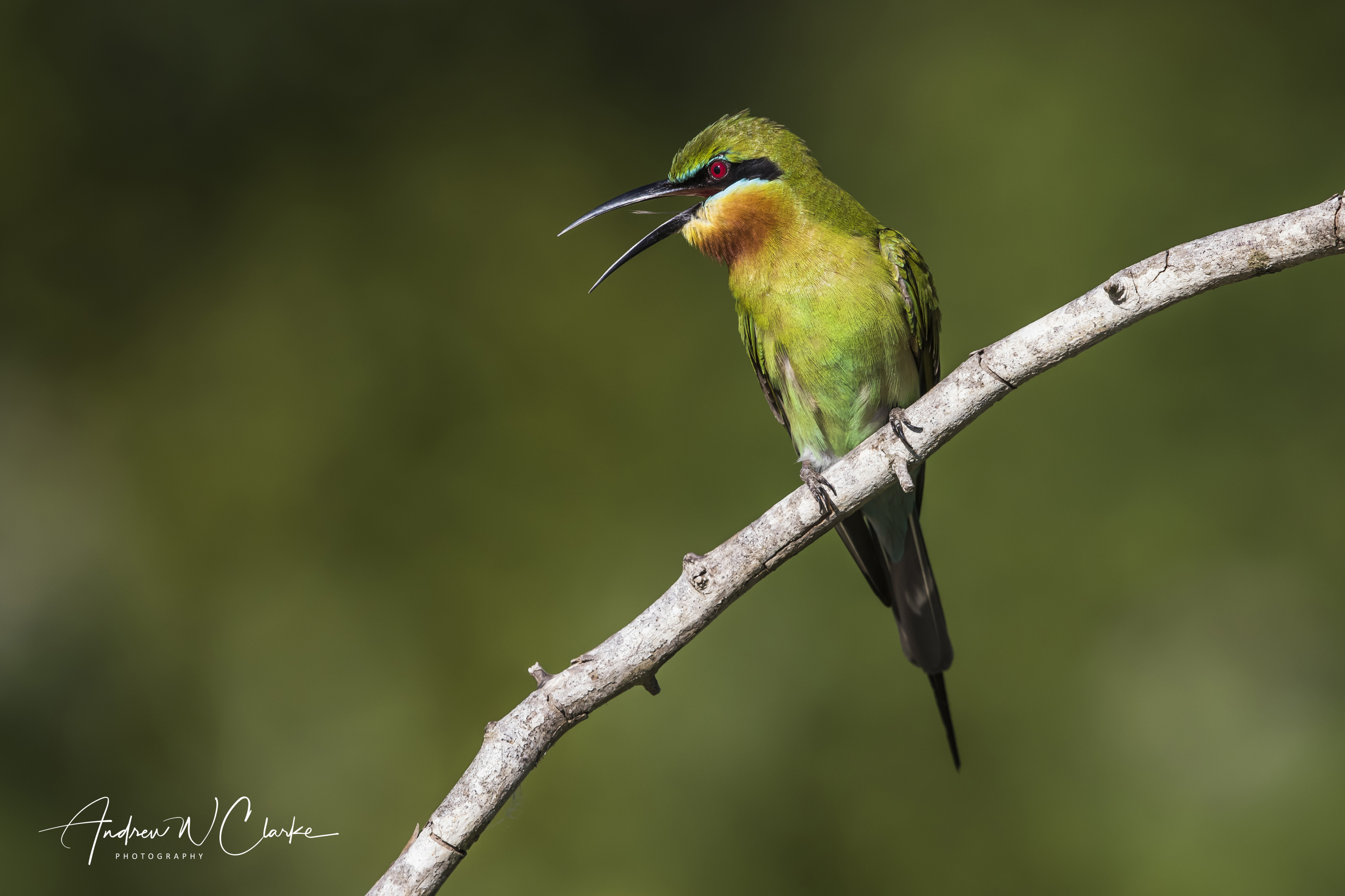Blue-tailed Bee-eater