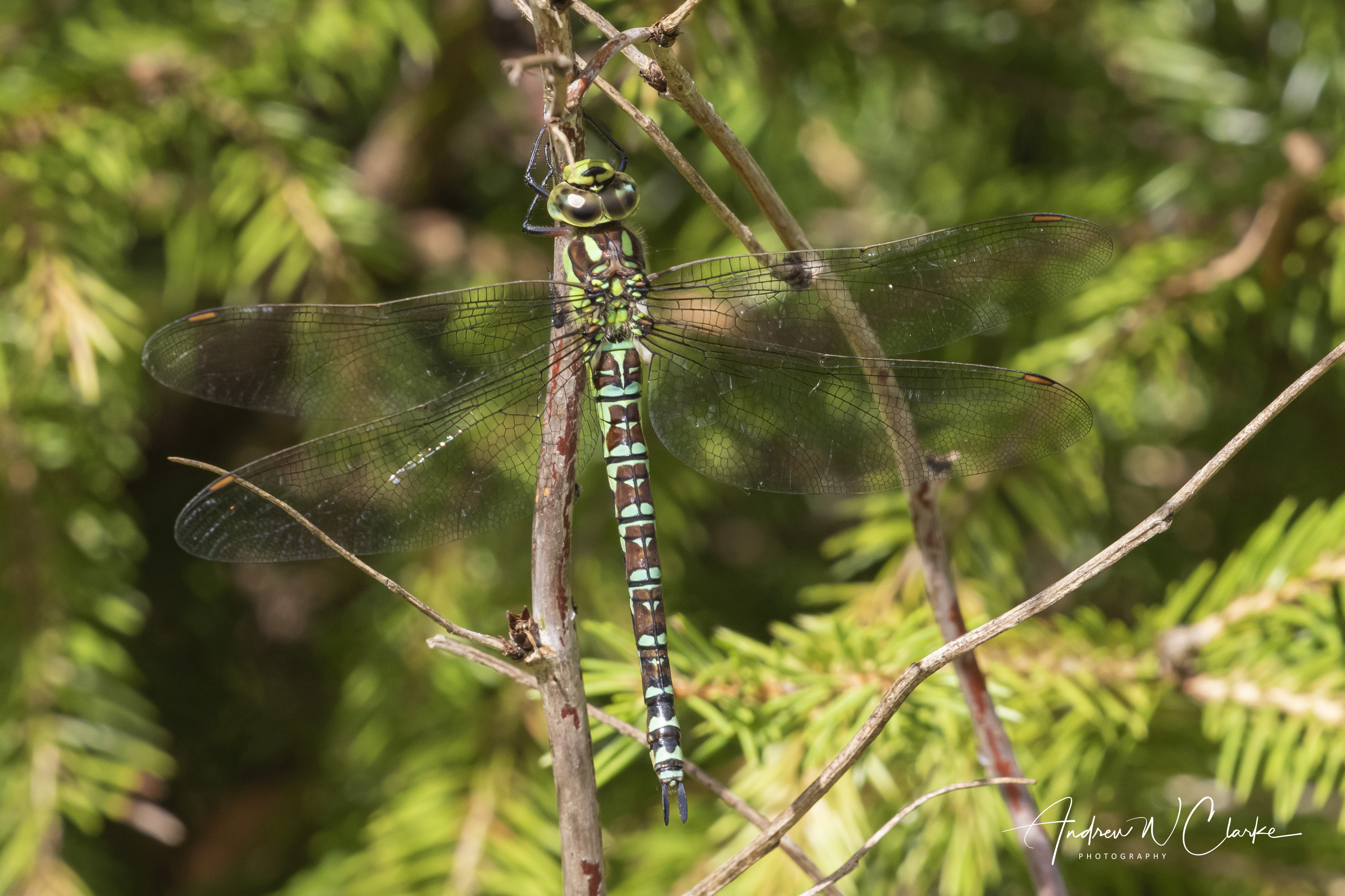 Blue Hawker