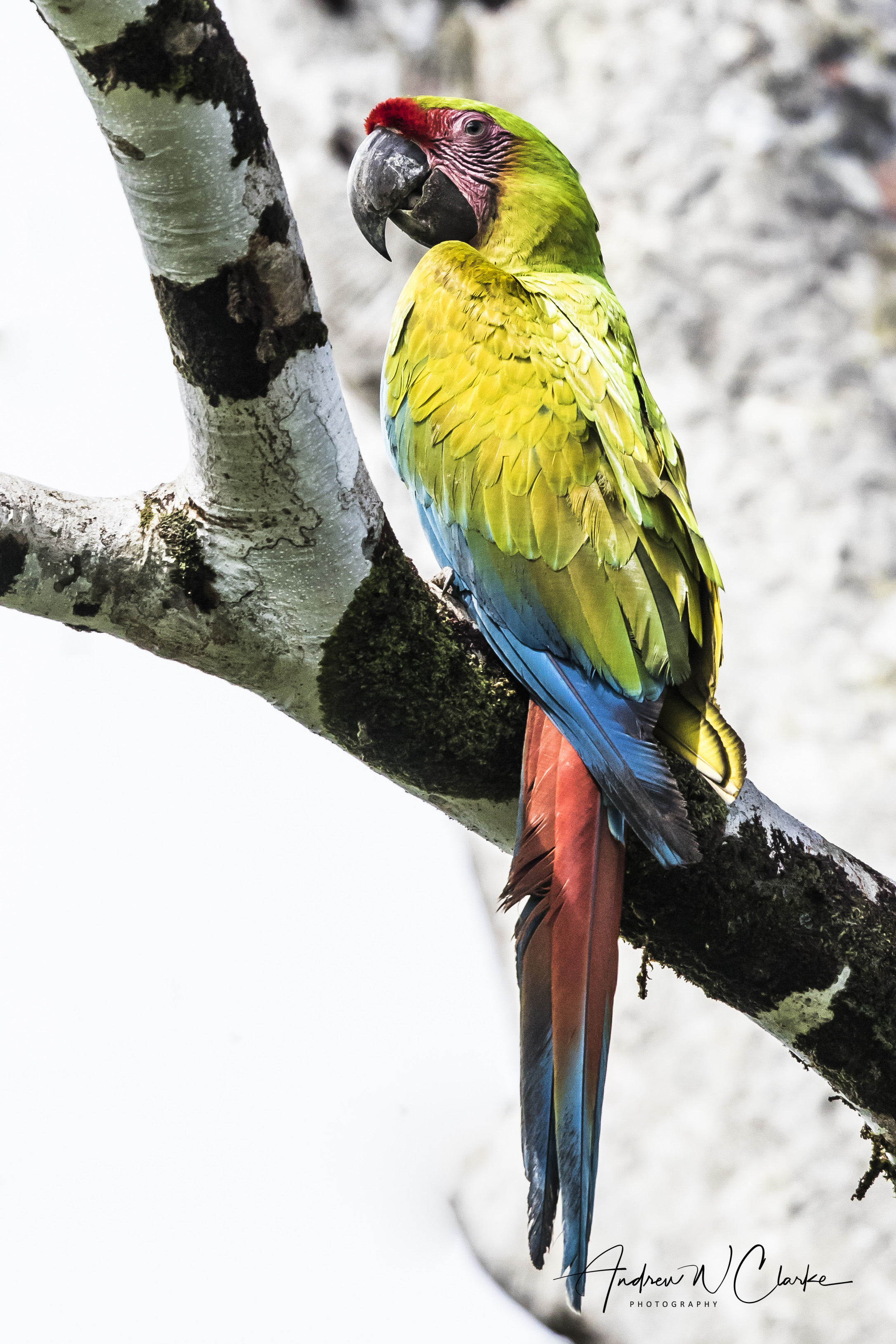 Great Green Macaw