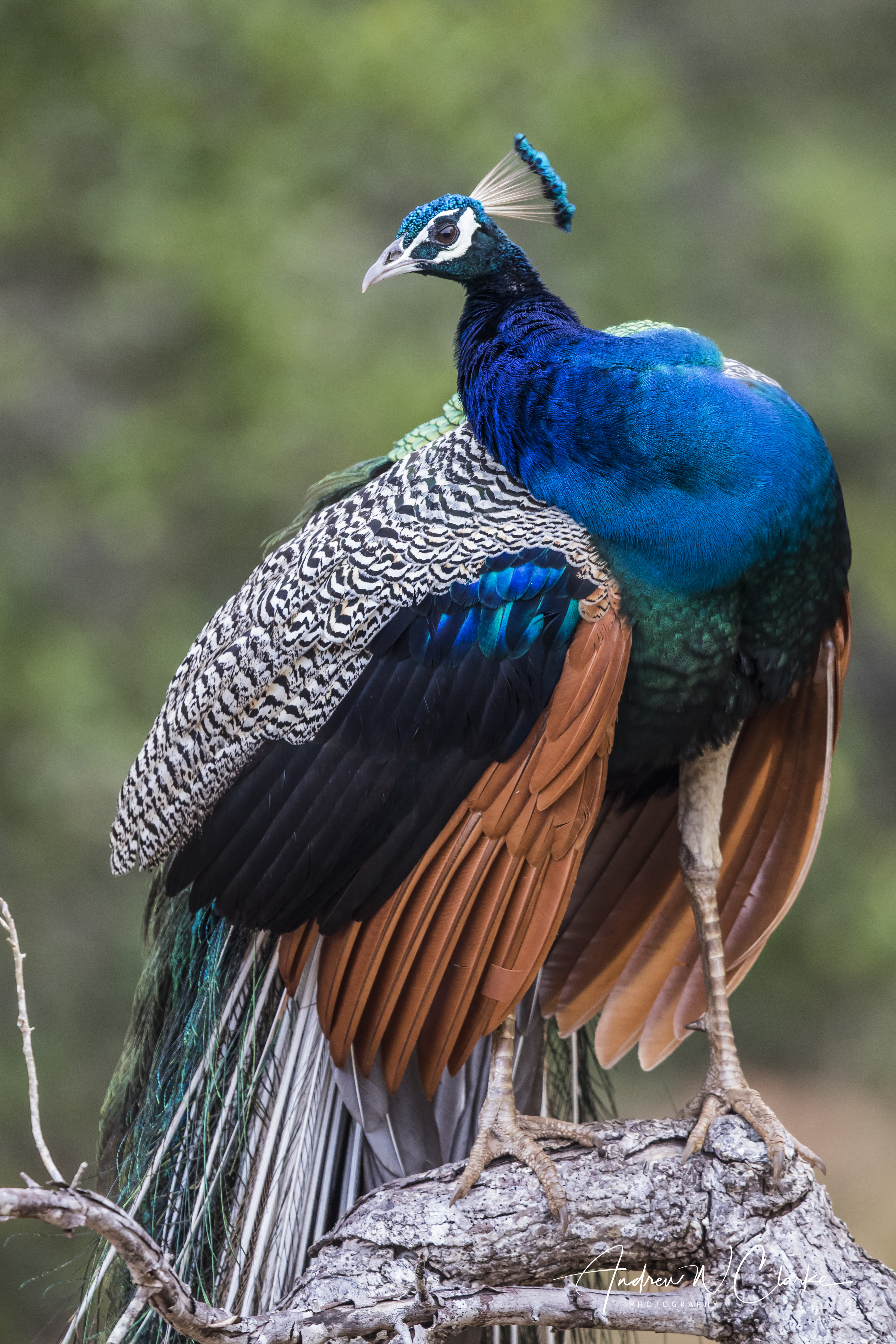 Indian Peafowl